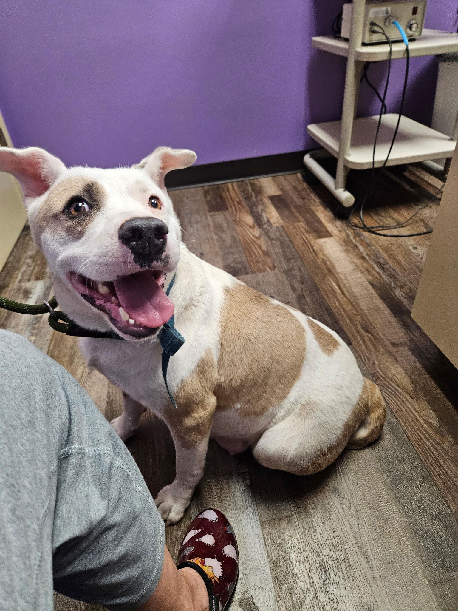 Enlarge Missy - Marvelous Pup!!, a Adoptable Pit Bull Terrier in Oakhurst, NJ image 1/3