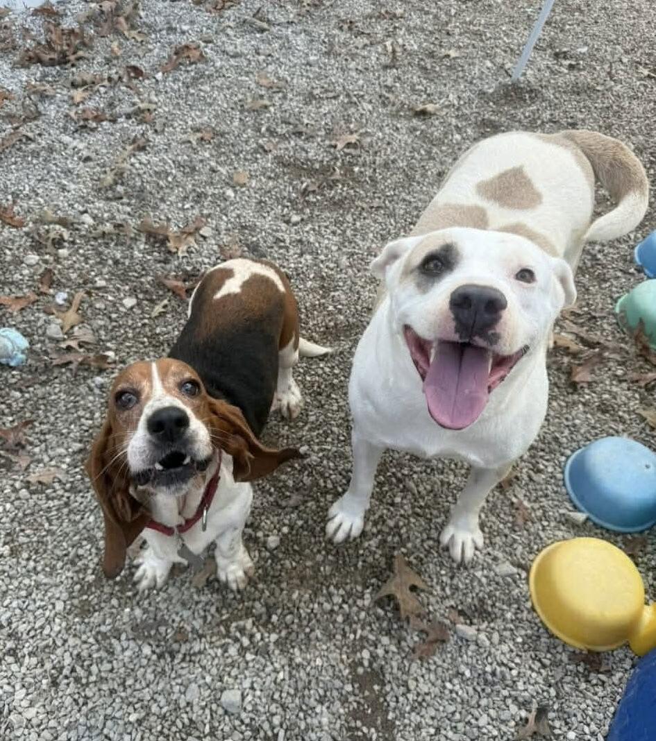 Enlarge Missy - Marvelous Pup!!, a Adoptable Pit Bull Terrier in Oakhurst, NJ image 2/3