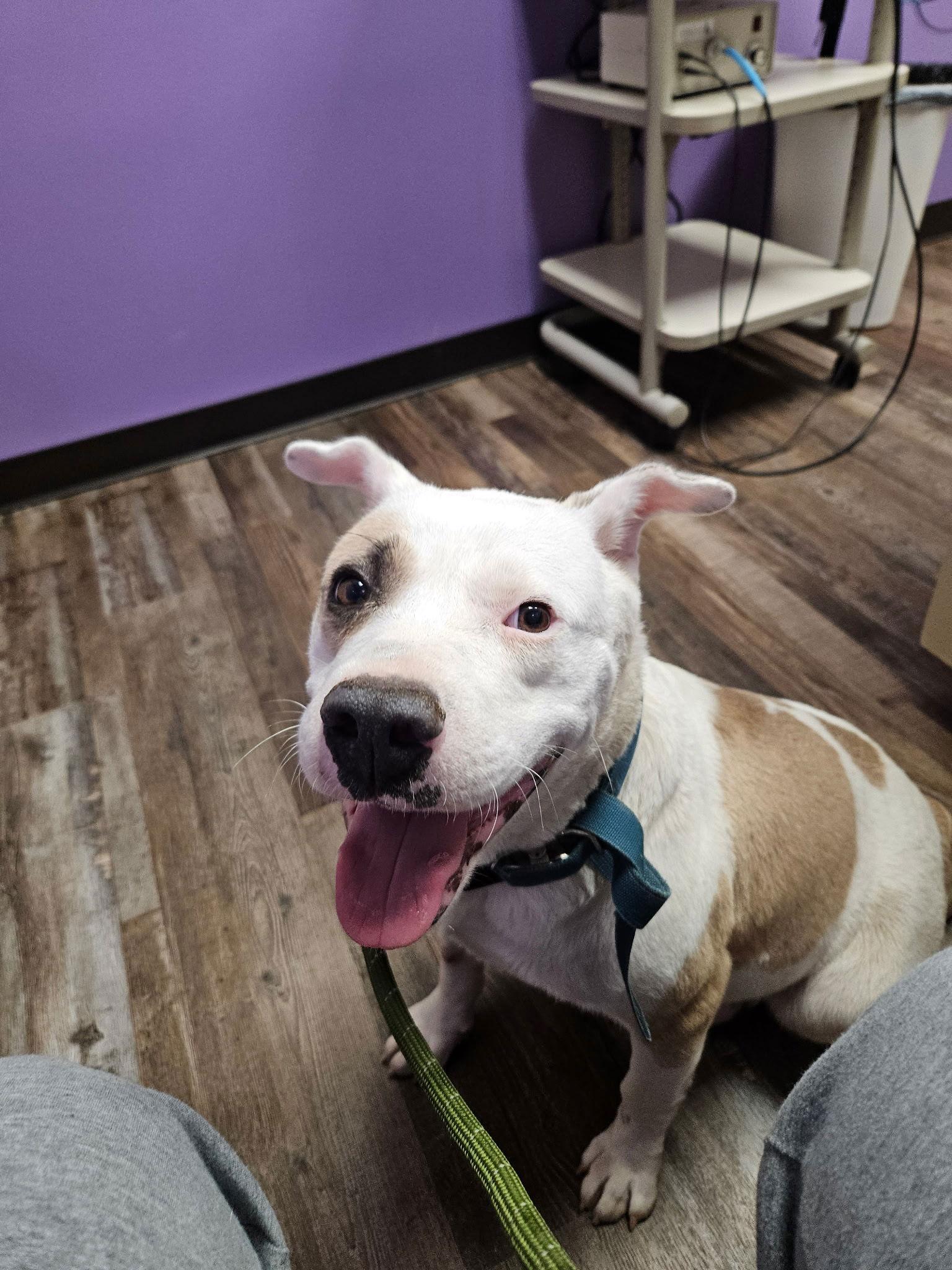 Enlarge Missy - Marvelous Pup!!, a Adoptable Pit Bull Terrier in Oakhurst, NJ image 3/3