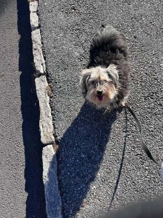 Enlarge Ellie, a Adoptable mixed breed in Huntington, NY image 1/4