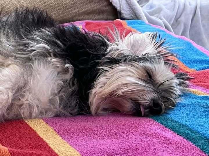 Enlarge Ellie, a Adoptable mixed breed in Huntington, NY image 2/4