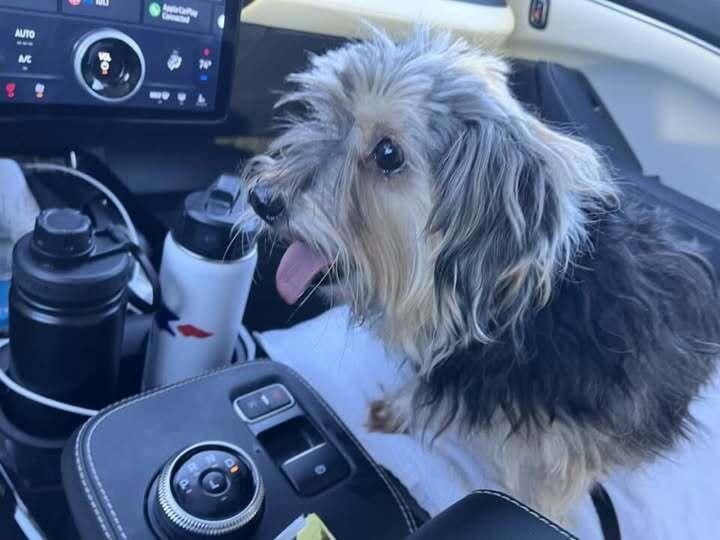 Enlarge Ellie, a Adoptable mixed breed in Huntington, NY image 3/4