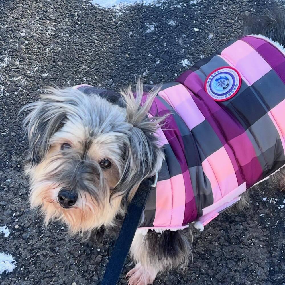 Enlarge Ellie, a Adoptable mixed breed in Huntington, NY image 4/4