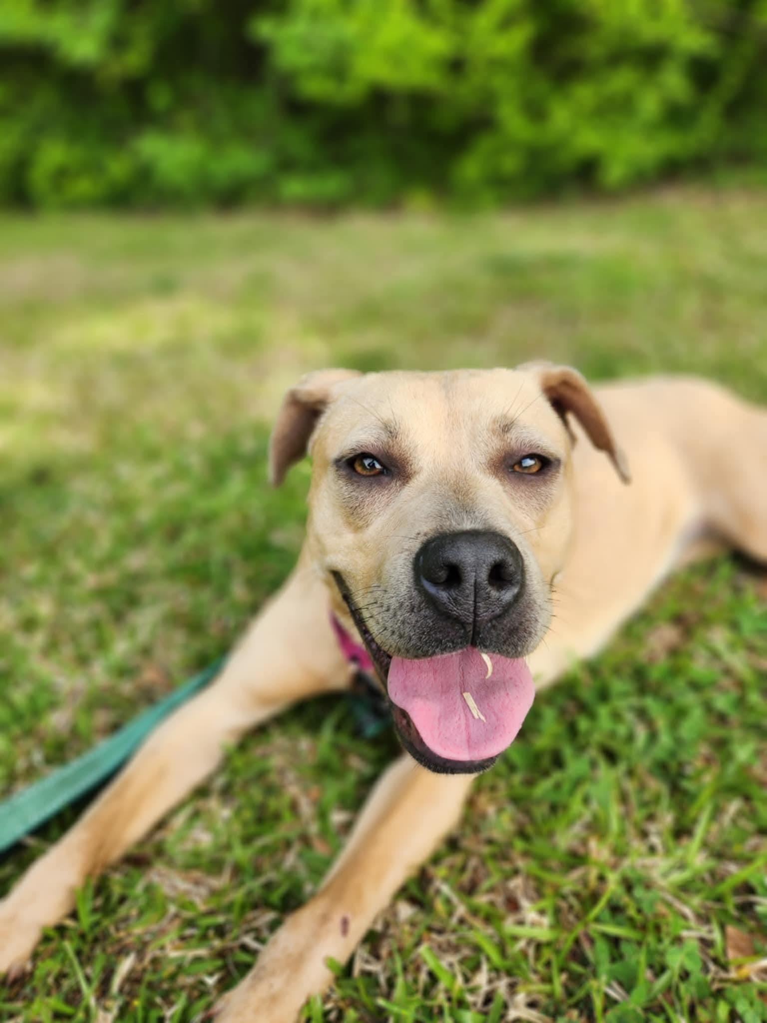 Minnie, Adult Female Mixed Breed