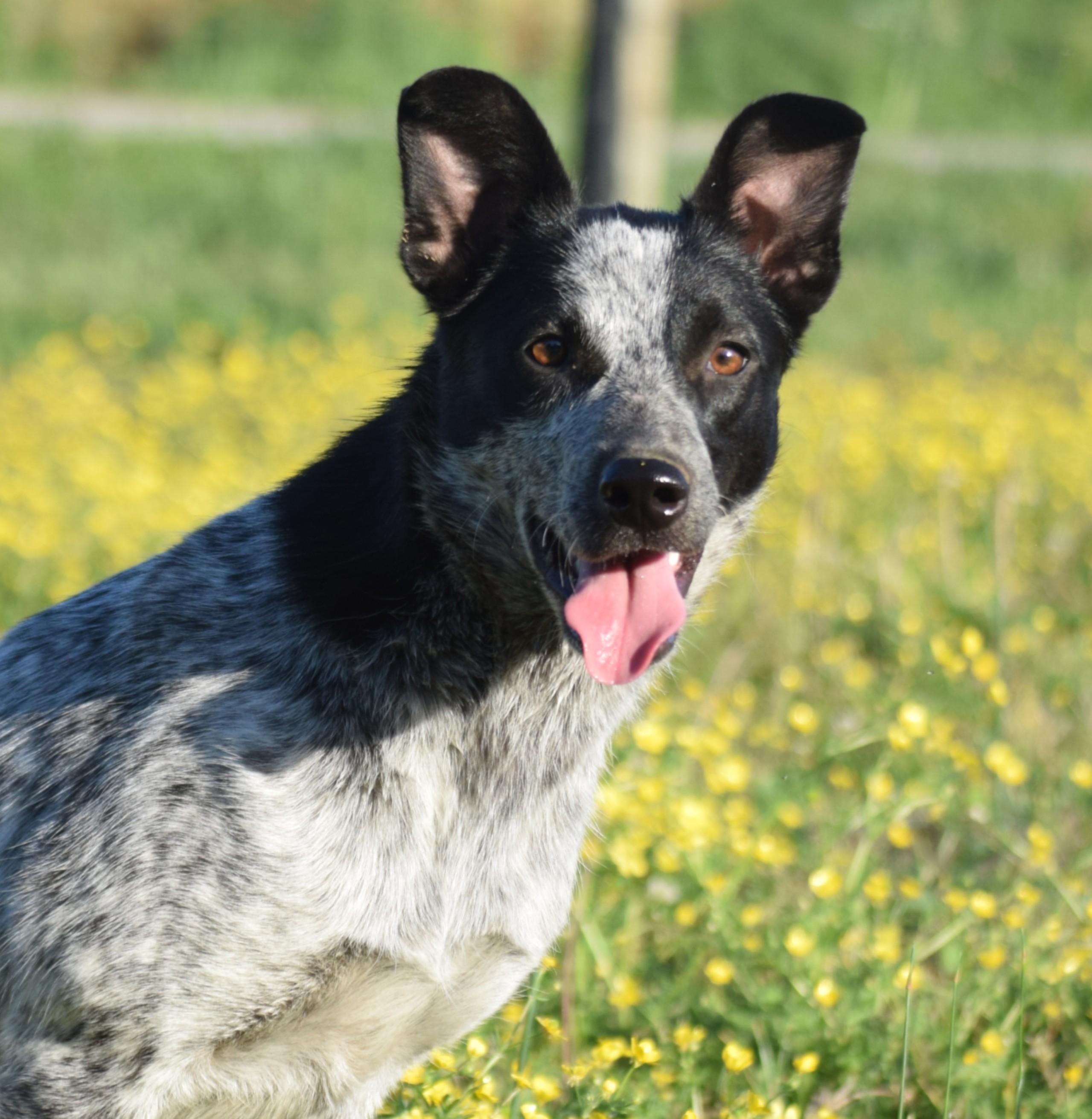 Enlarge Jamie-Joyful, a ADOPTABLE mixed breed in Rockport, IN image 1/6