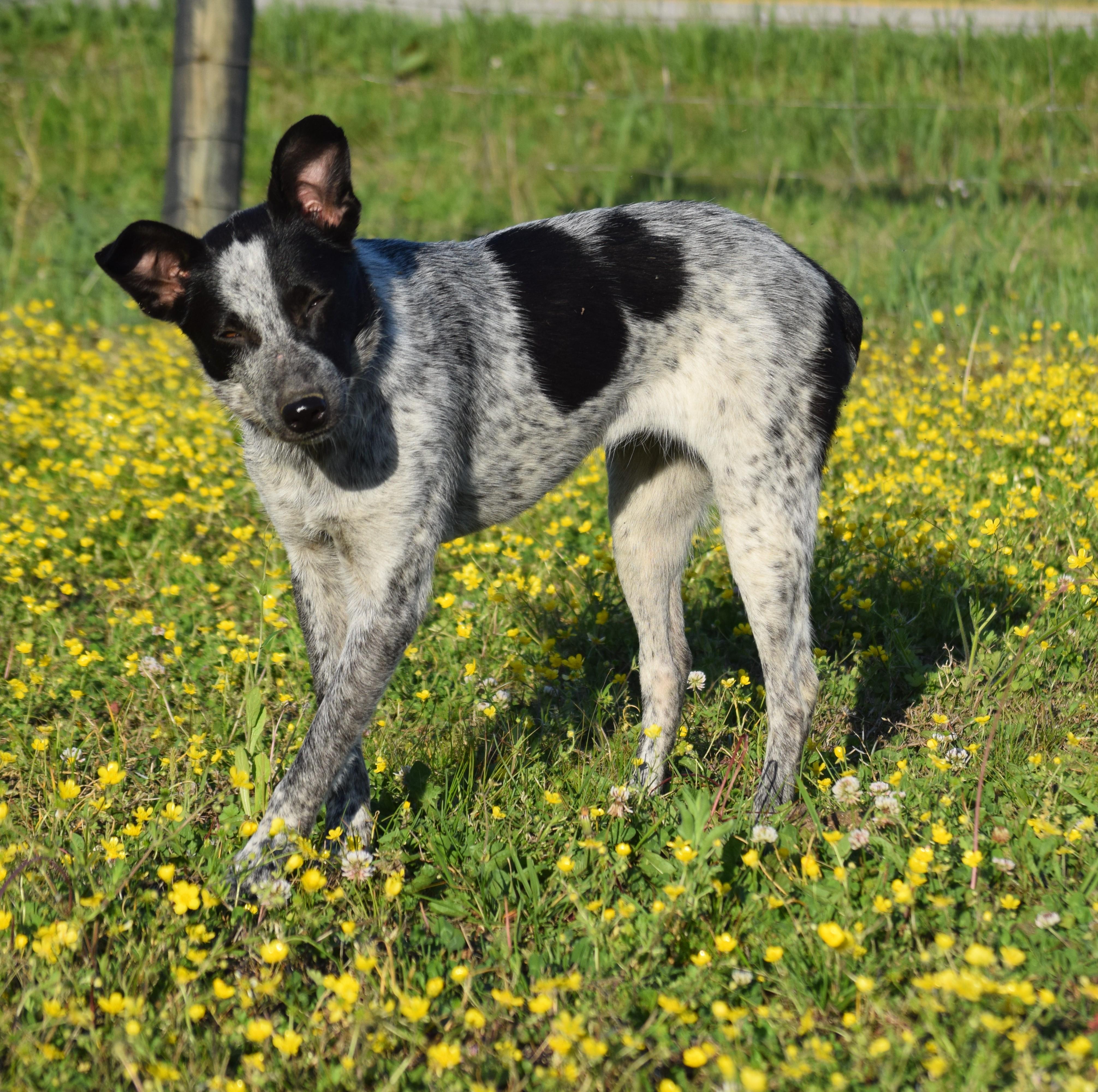 Enlarge Jamie-Joyful, a ADOPTABLE mixed breed in Rockport, IN image 2/6