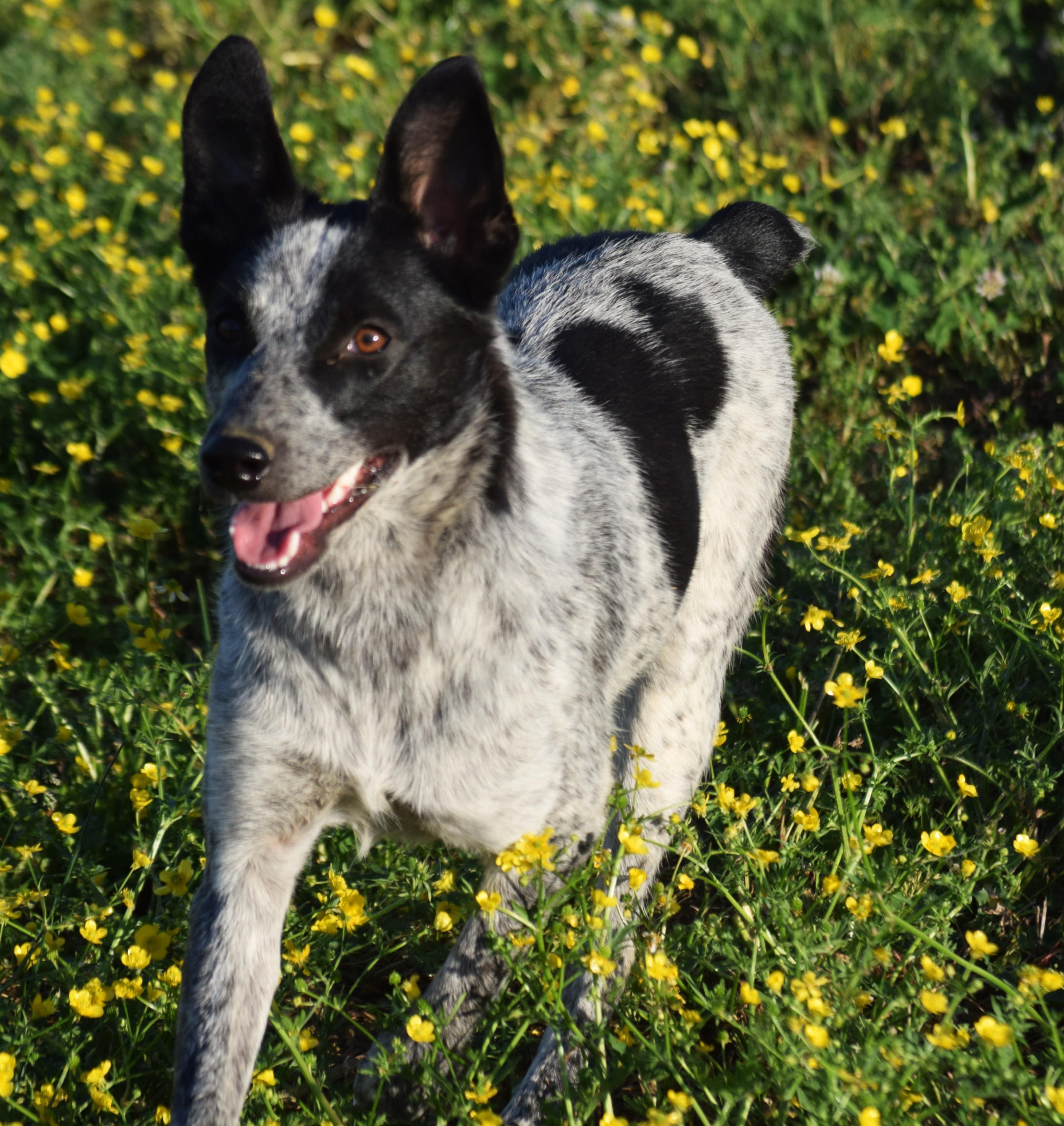Enlarge Jamie-Joyful, a ADOPTABLE mixed breed in Rockport, IN image 5/6