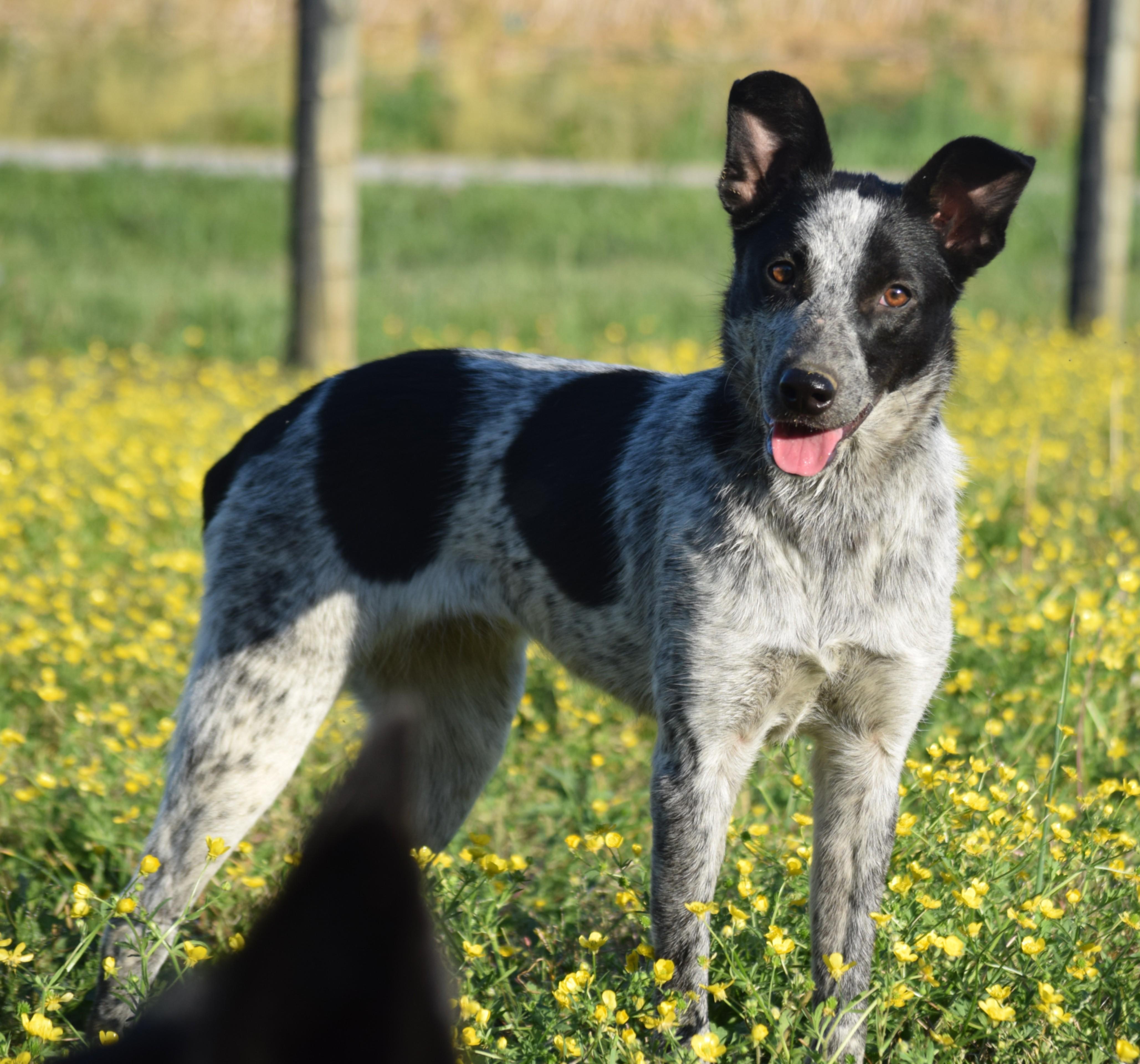 Enlarge Jamie-Joyful, a ADOPTABLE mixed breed in Rockport, IN image 3/6