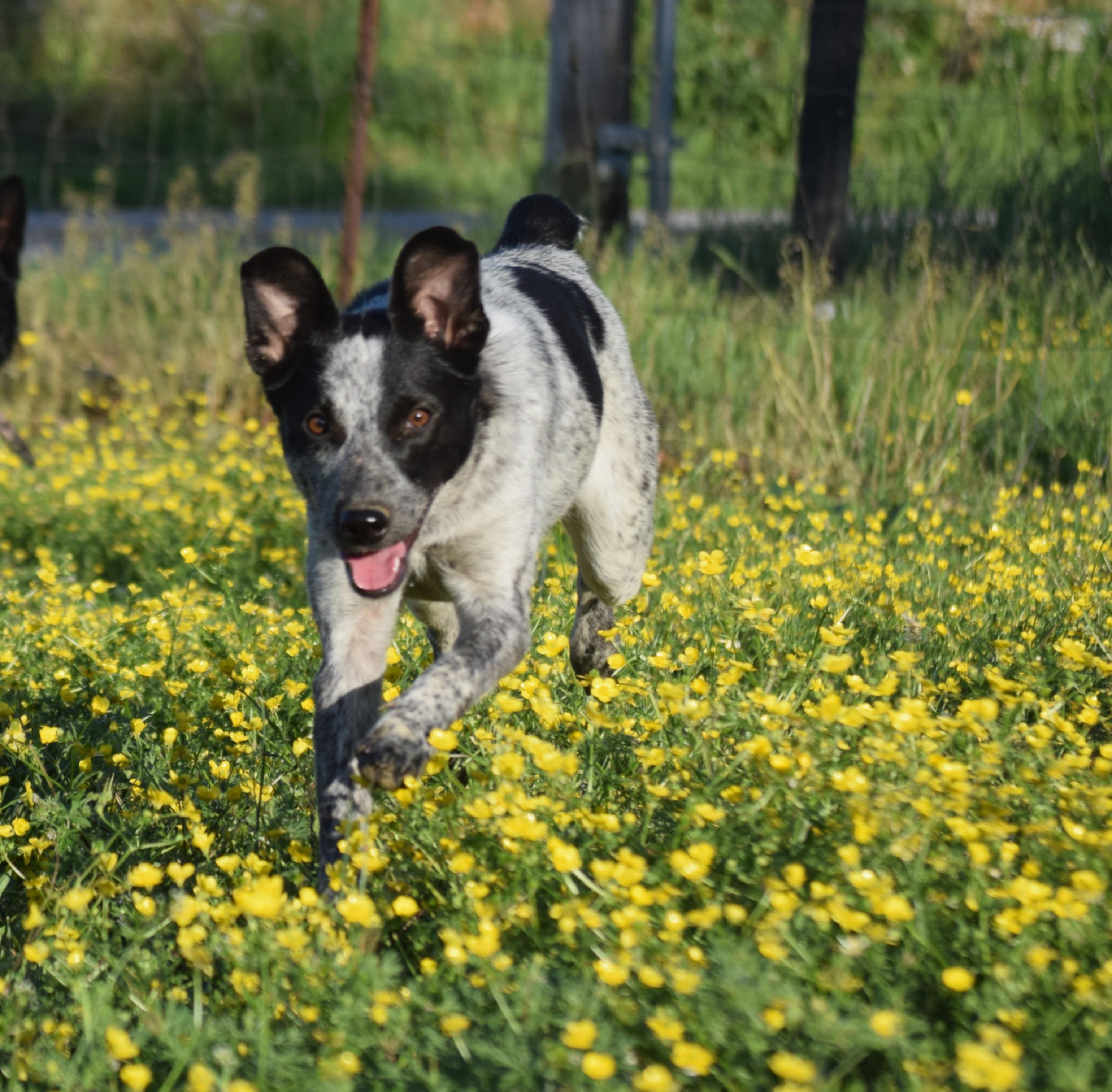 Enlarge Jamie-Joyful, a ADOPTABLE mixed breed in Rockport, IN image 6/6