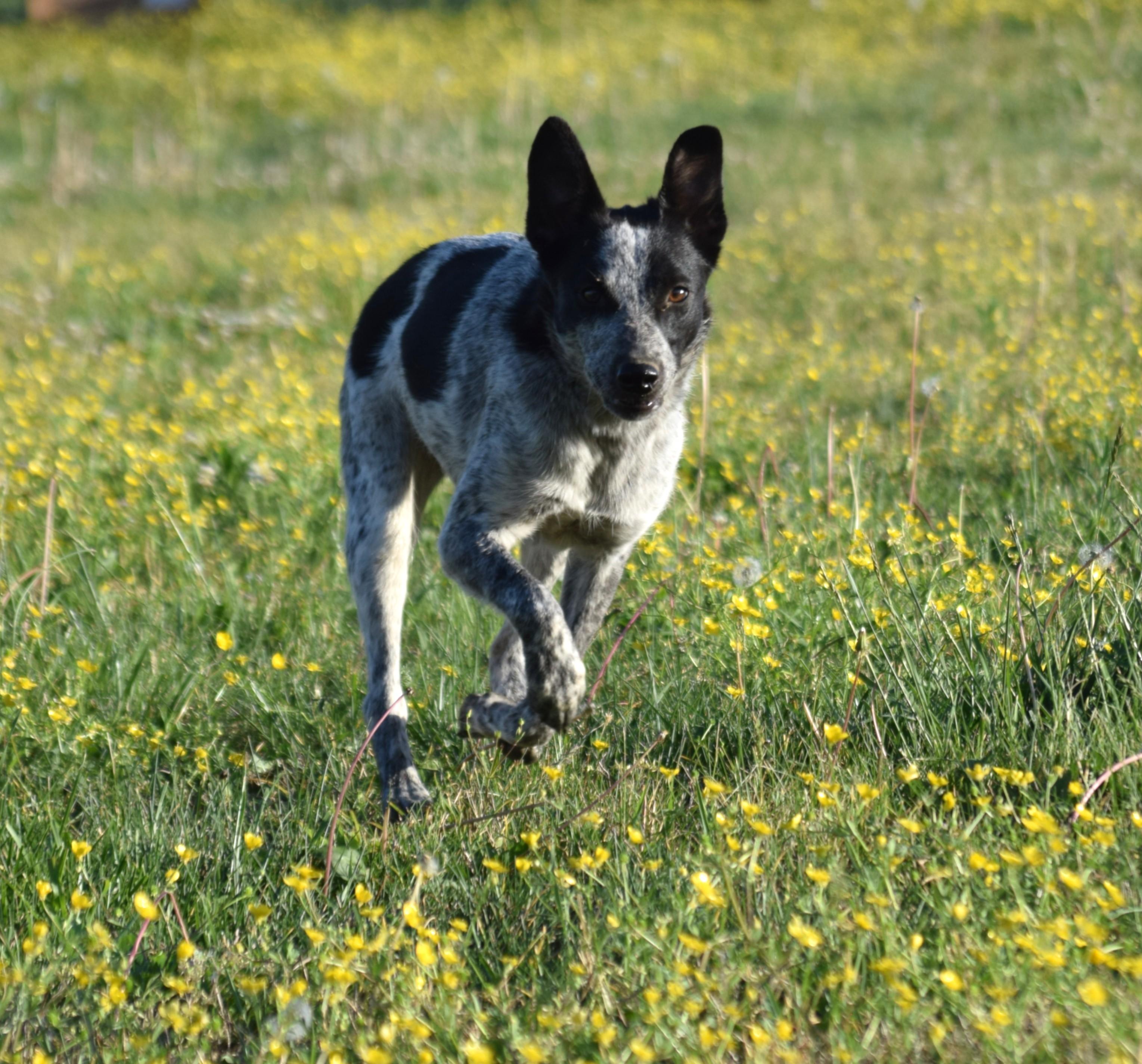 Enlarge Jamie-Joyful, a ADOPTABLE mixed breed in Rockport, IN image 4/6