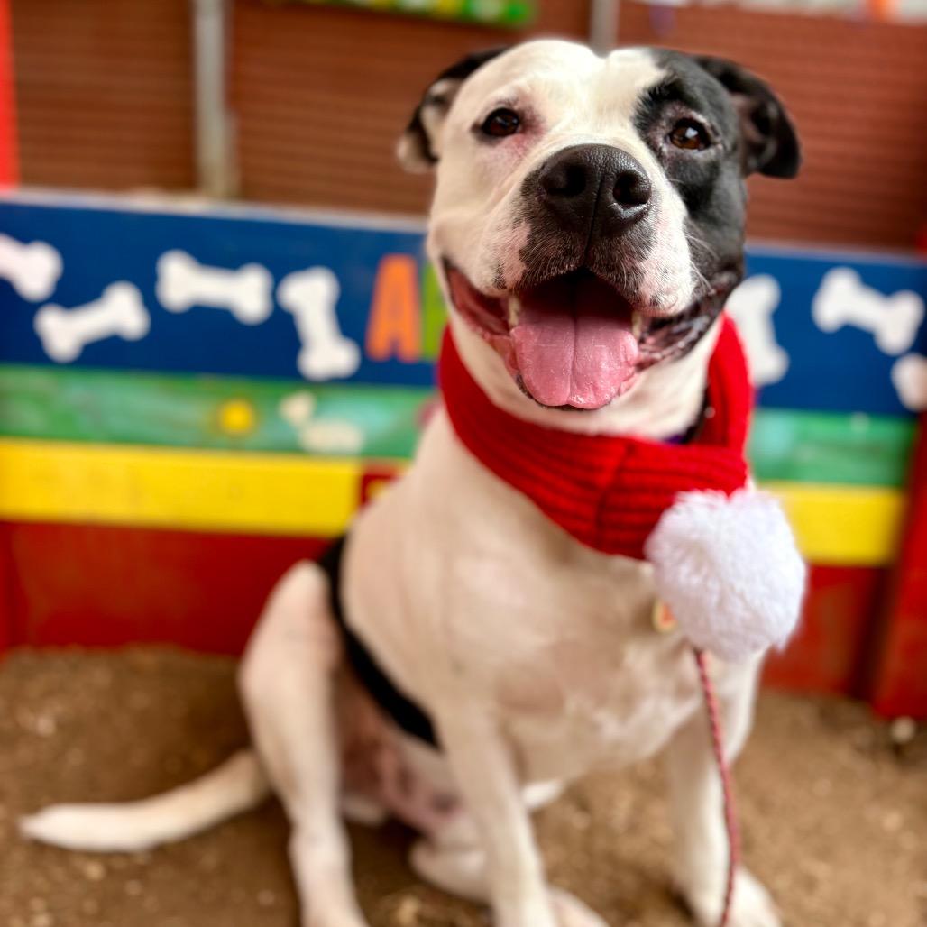 Gelato — thumbnail 2