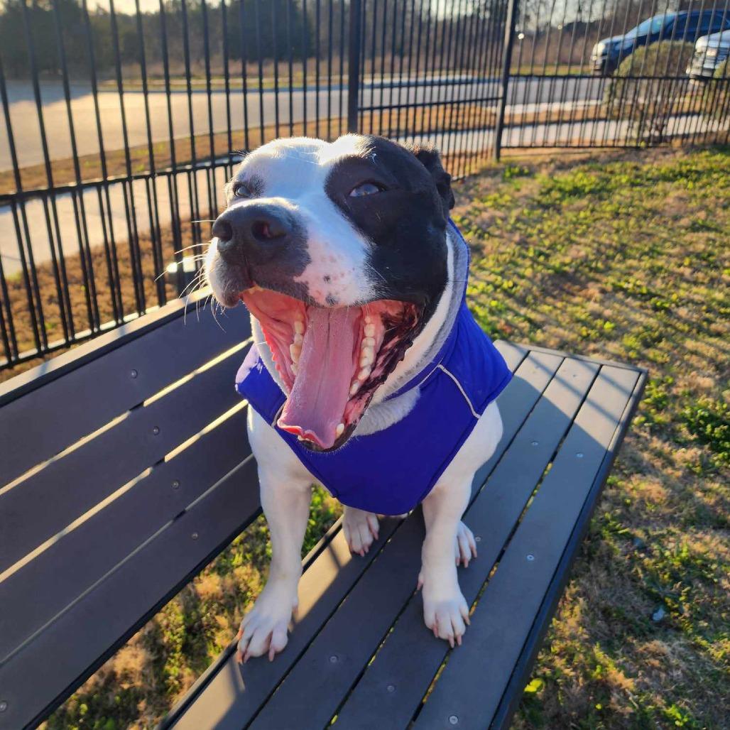 Gelato — thumbnail 3