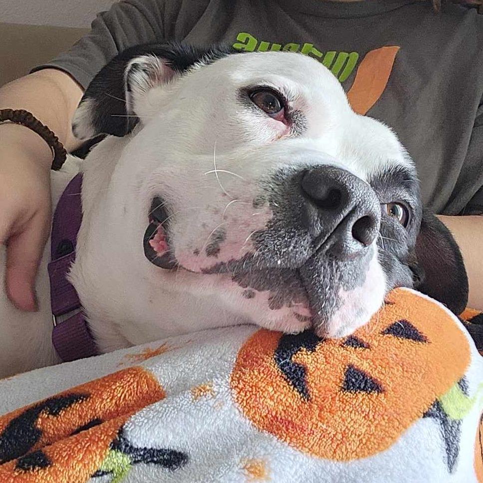 Gelato — thumbnail 4