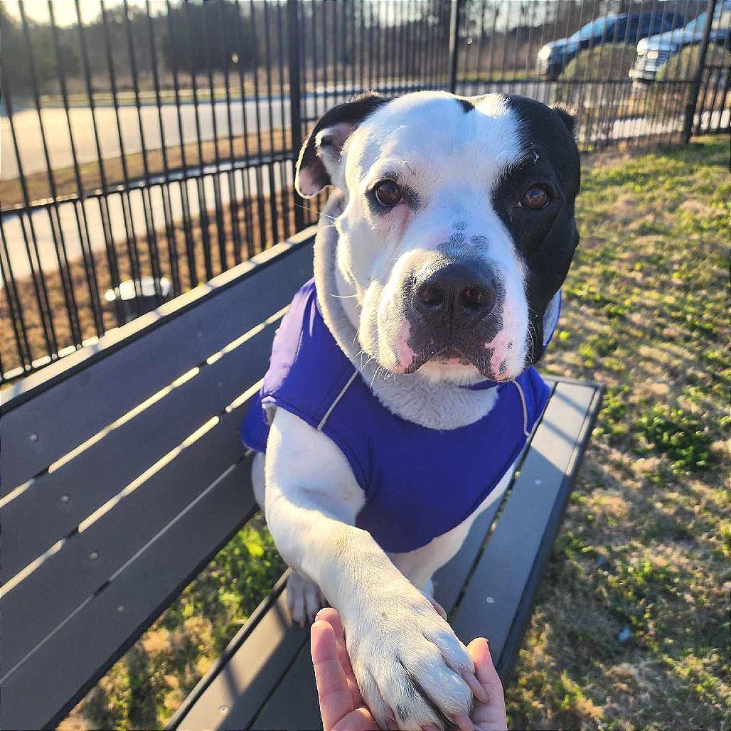 Gelato — thumbnail 5