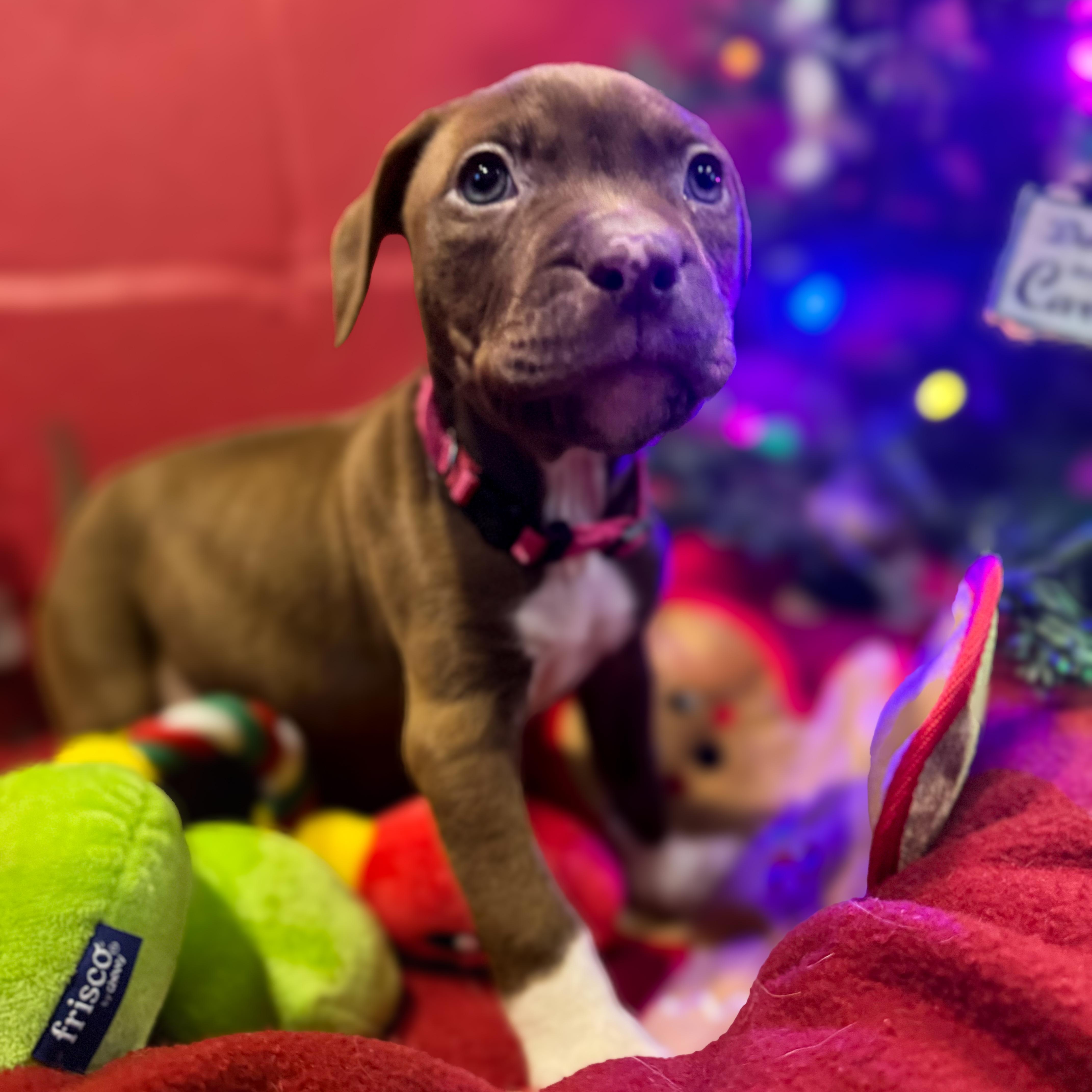 Enlarge Piglet, a Adopted mixed breed in Hamilton, GA image 5/6