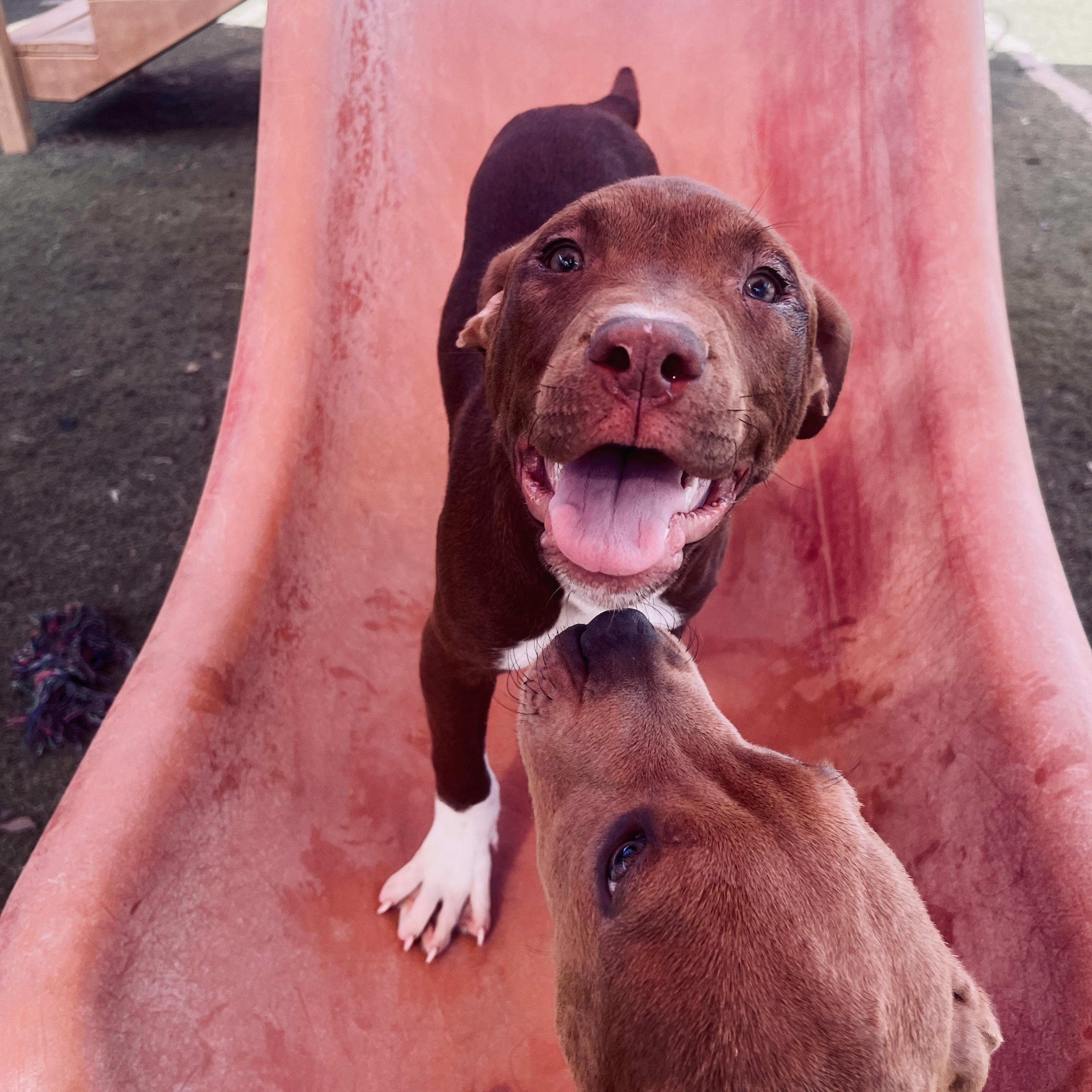 Enlarge Piglet, a Adopted mixed breed in Hamilton, GA image 2/6