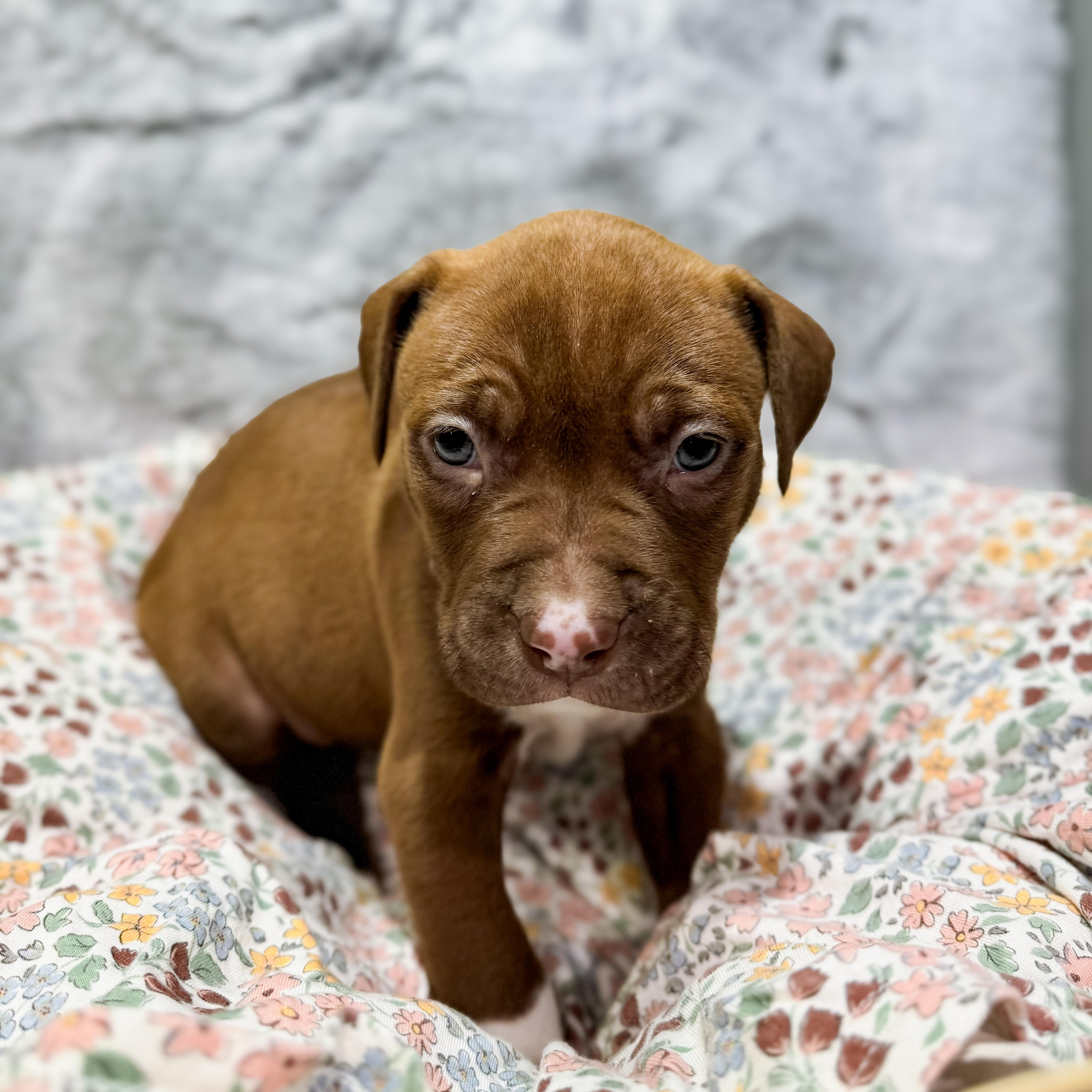 Enlarge Piglet, a Adopted mixed breed in Hamilton, GA image 6/6