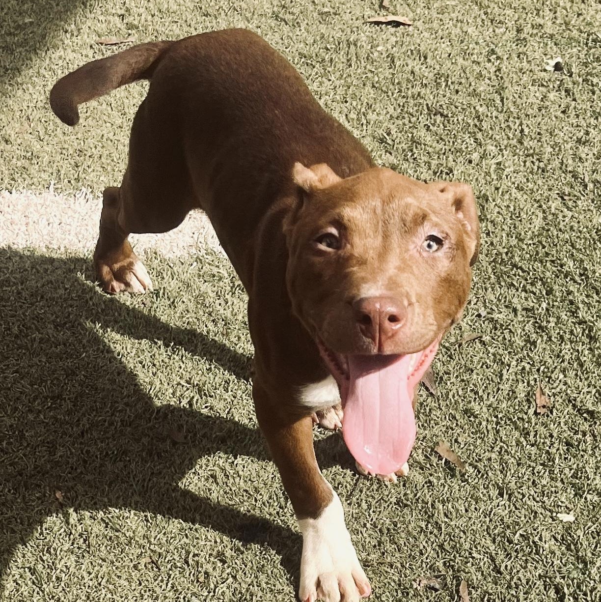 Enlarge Piglet, a Adopted mixed breed in Hamilton, GA image 3/6