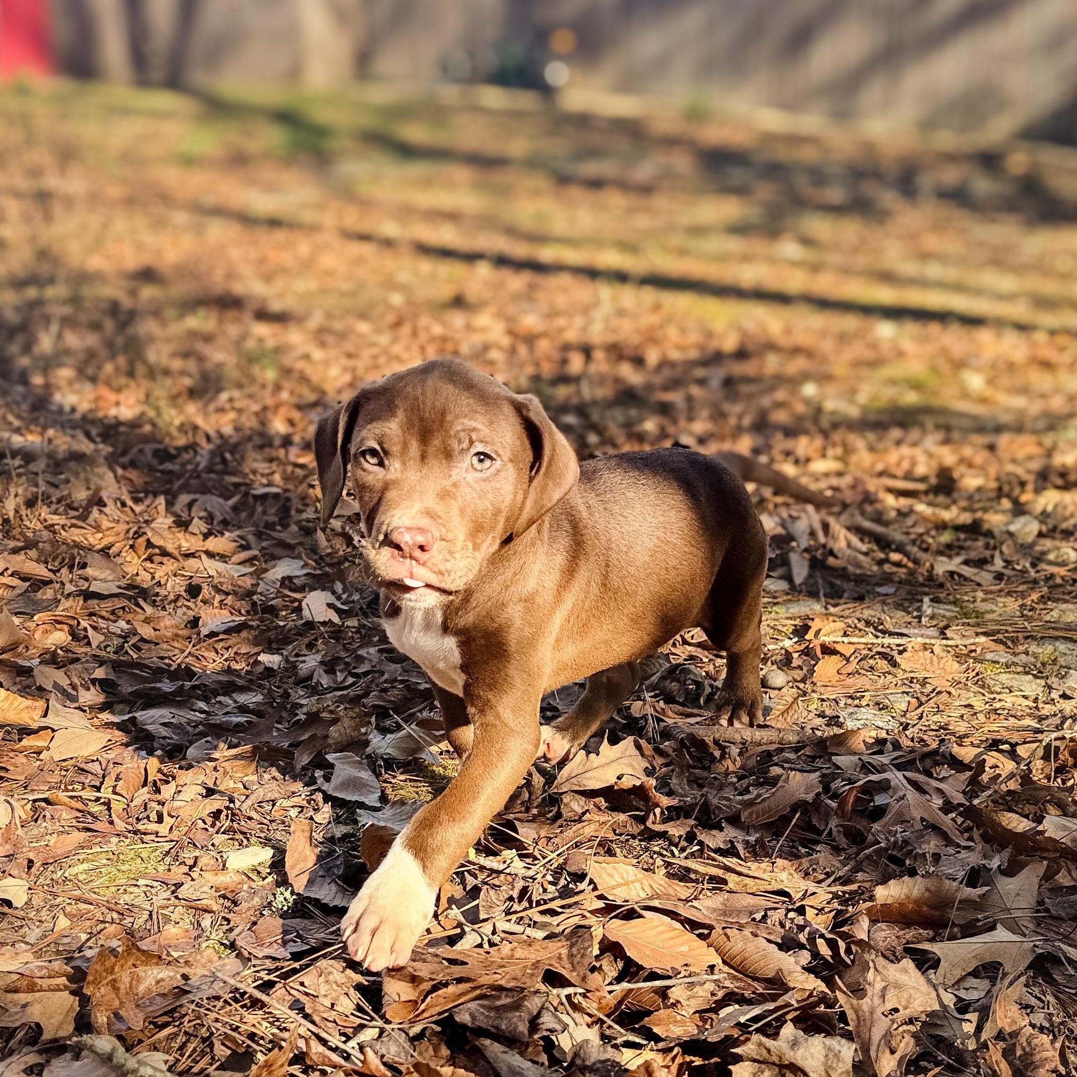 Enlarge Piglet, a Adopted mixed breed in Hamilton, GA image 4/6