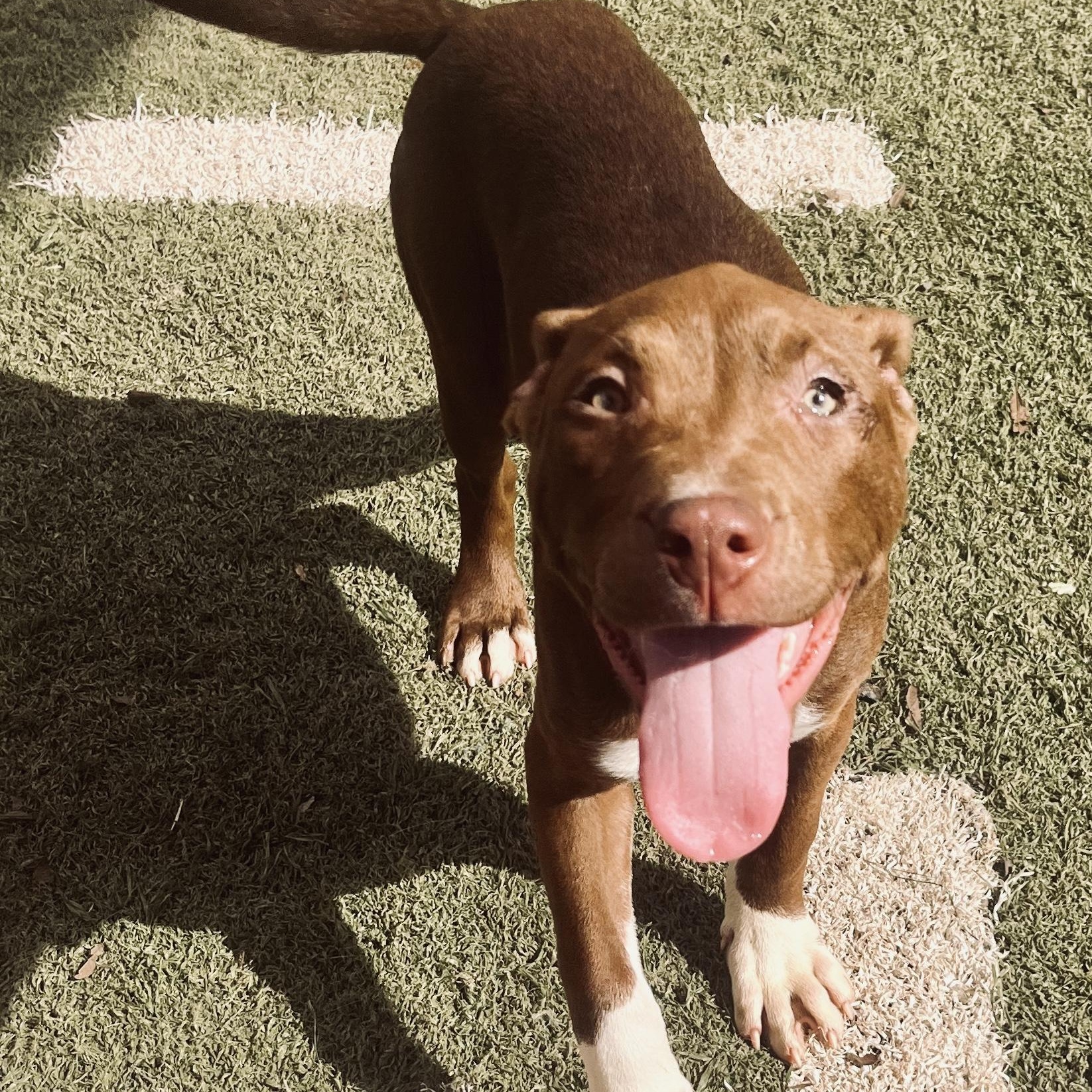 Enlarge Piglet, a Adopted mixed breed in Hamilton, GA image 1/6