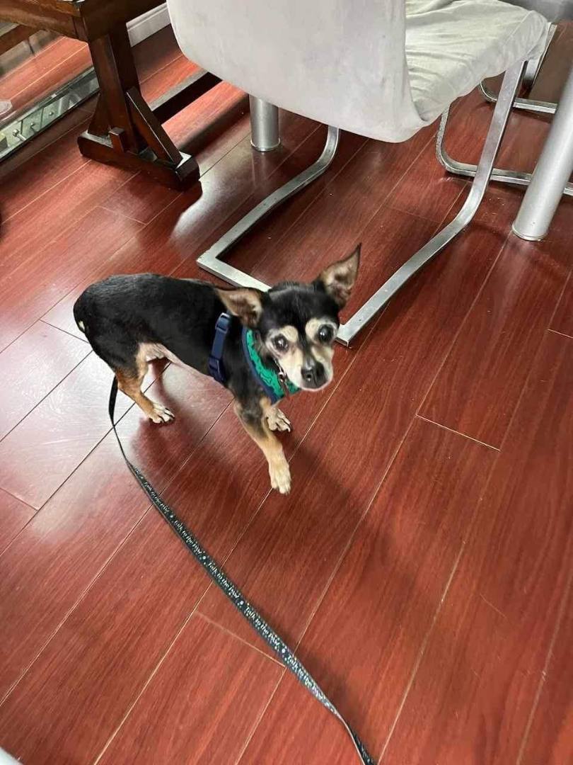 Enlarge Riley, a Adopted Chihuahua in Eugene, OR image 2/2