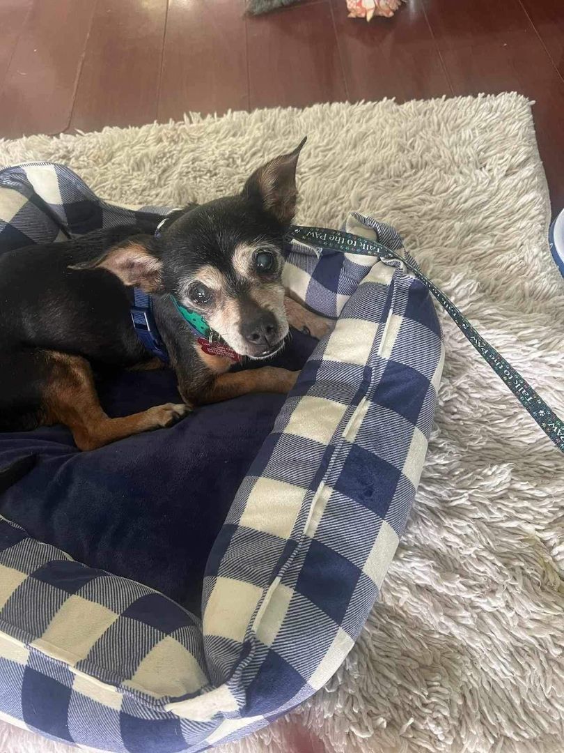 Riley, Adopted, Senior Male Chihuahua.