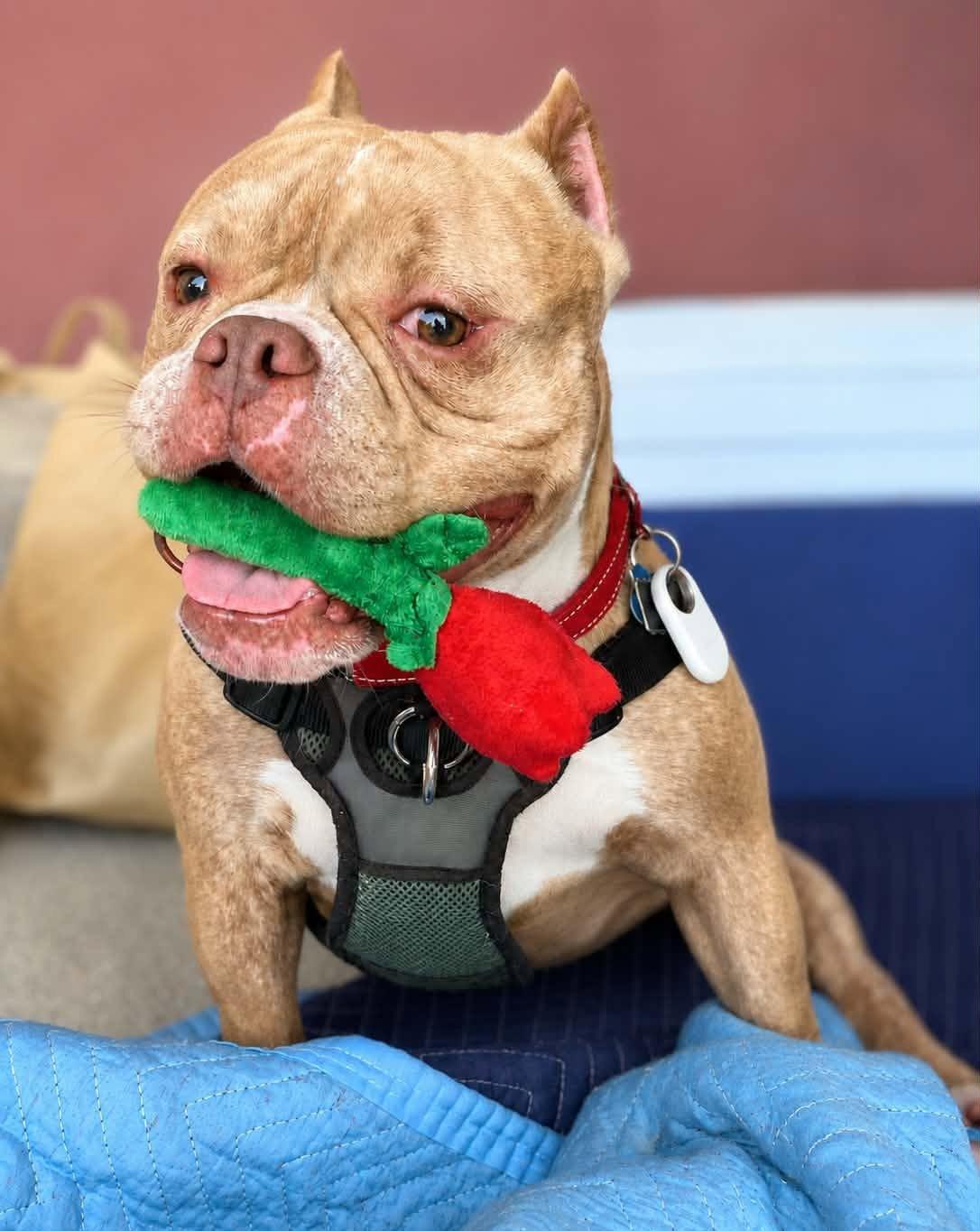 Enlarge Jax, a Adopted mixed breed in Spotsylvania, VA image 2/3
