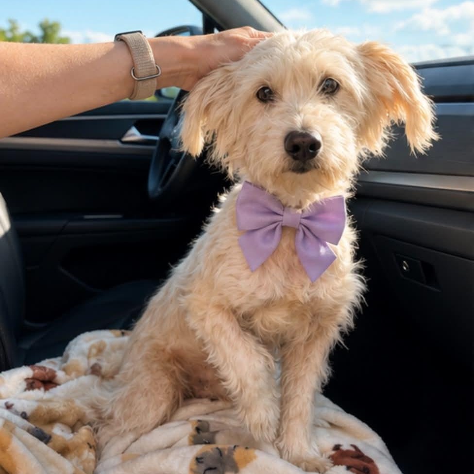TURBO GS, an adopted mixed breed in Fredericksburg, VA image 2/3