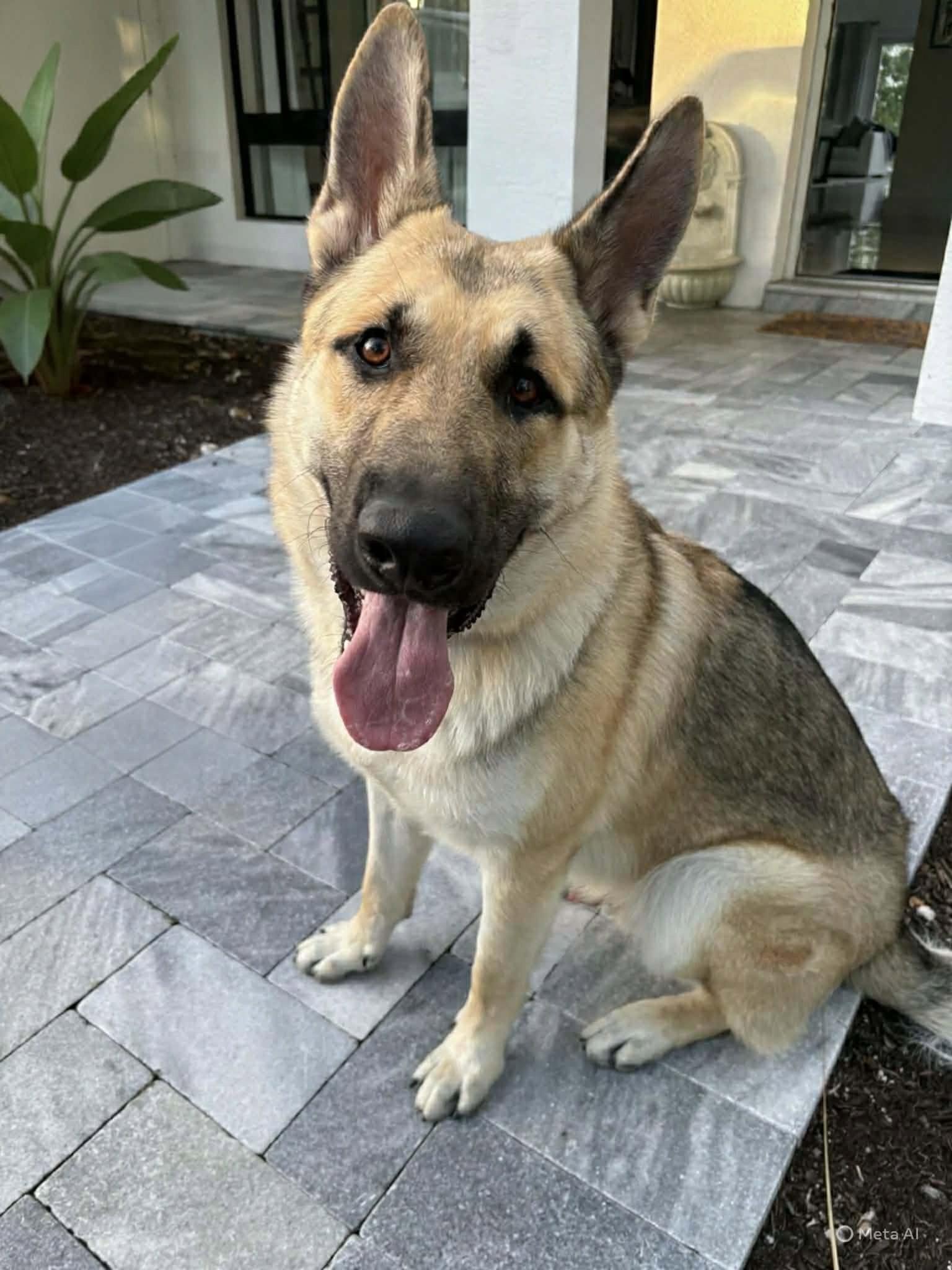 Pluto 3161, Adopted, Young Male German Shepherd Dog.