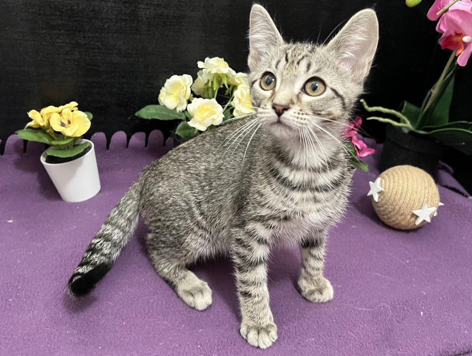 Robert, Adoptable, Kitten Male Tabby & Domestic Short Hair.