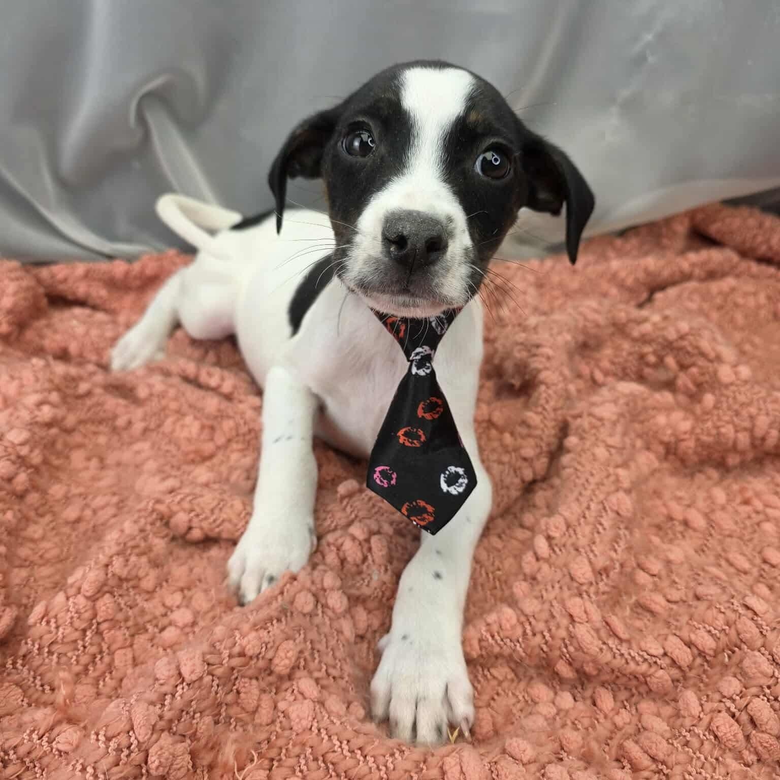 Sarge, Adoptable, Puppy Male Australian Cattle Dog / Blue Heeler & Boxer.