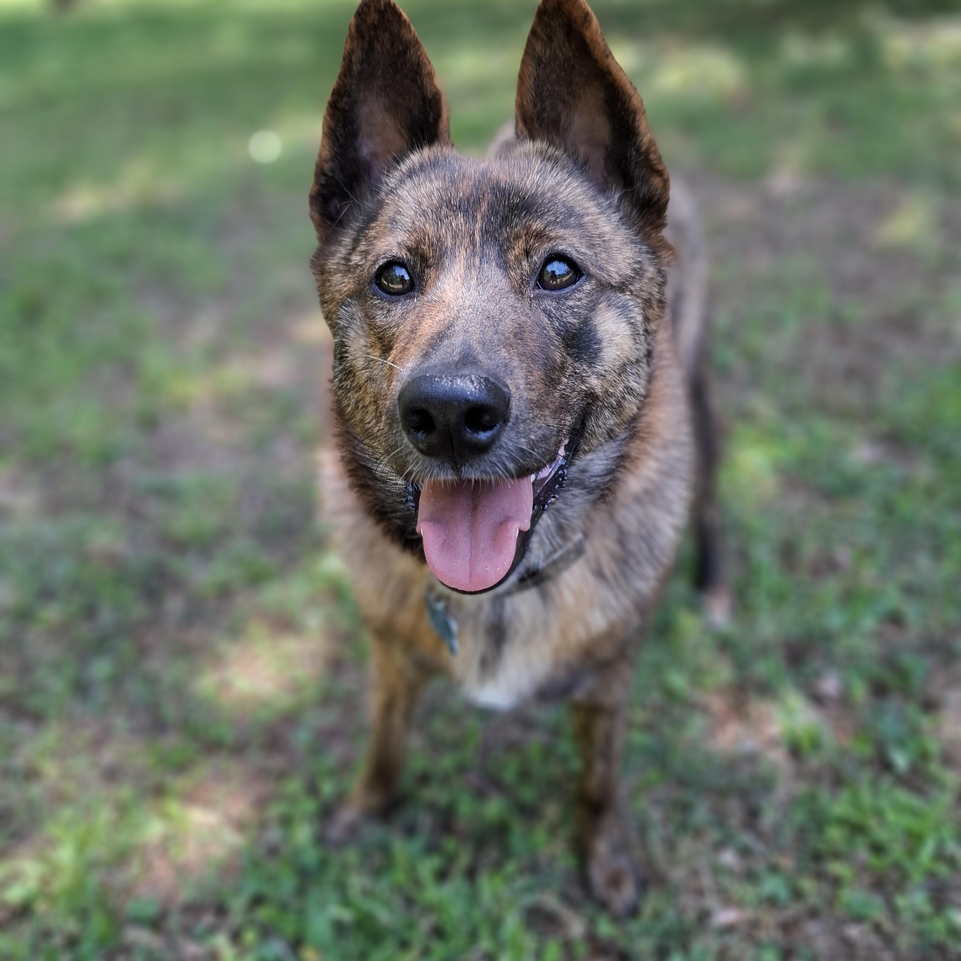 CHOCO, a Adoptable Jindo in Stone Mountain, GA image 1/6