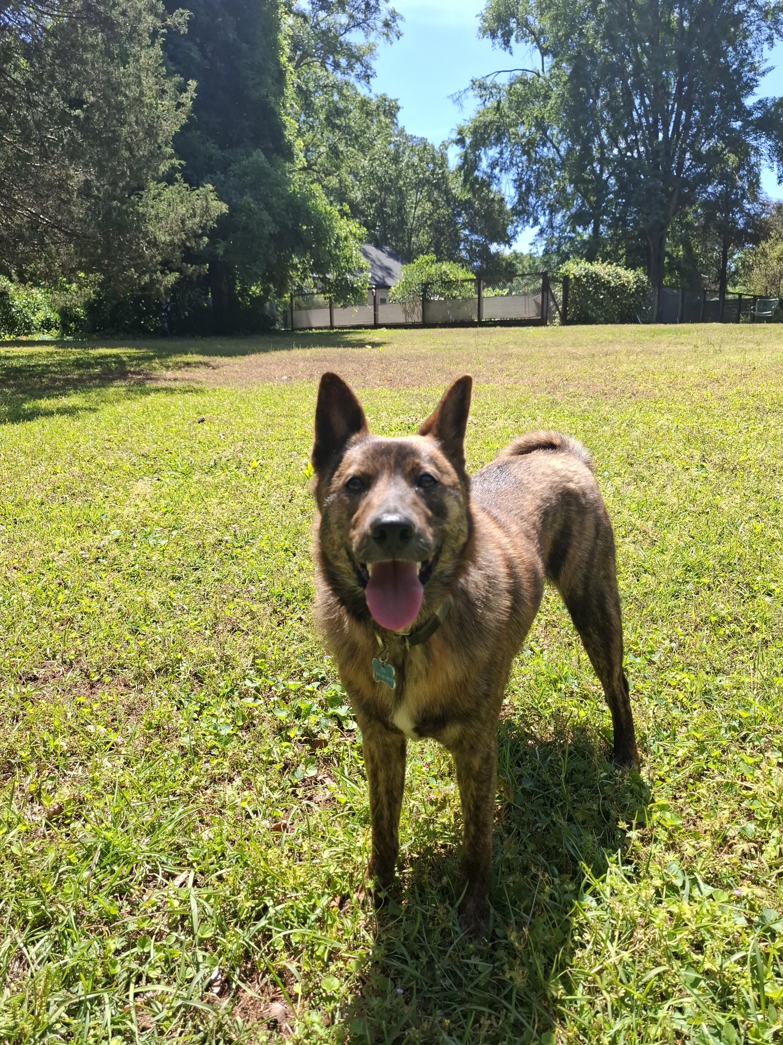 CHOCO, a Adoptable Jindo in Stone Mountain, GA image 3/6