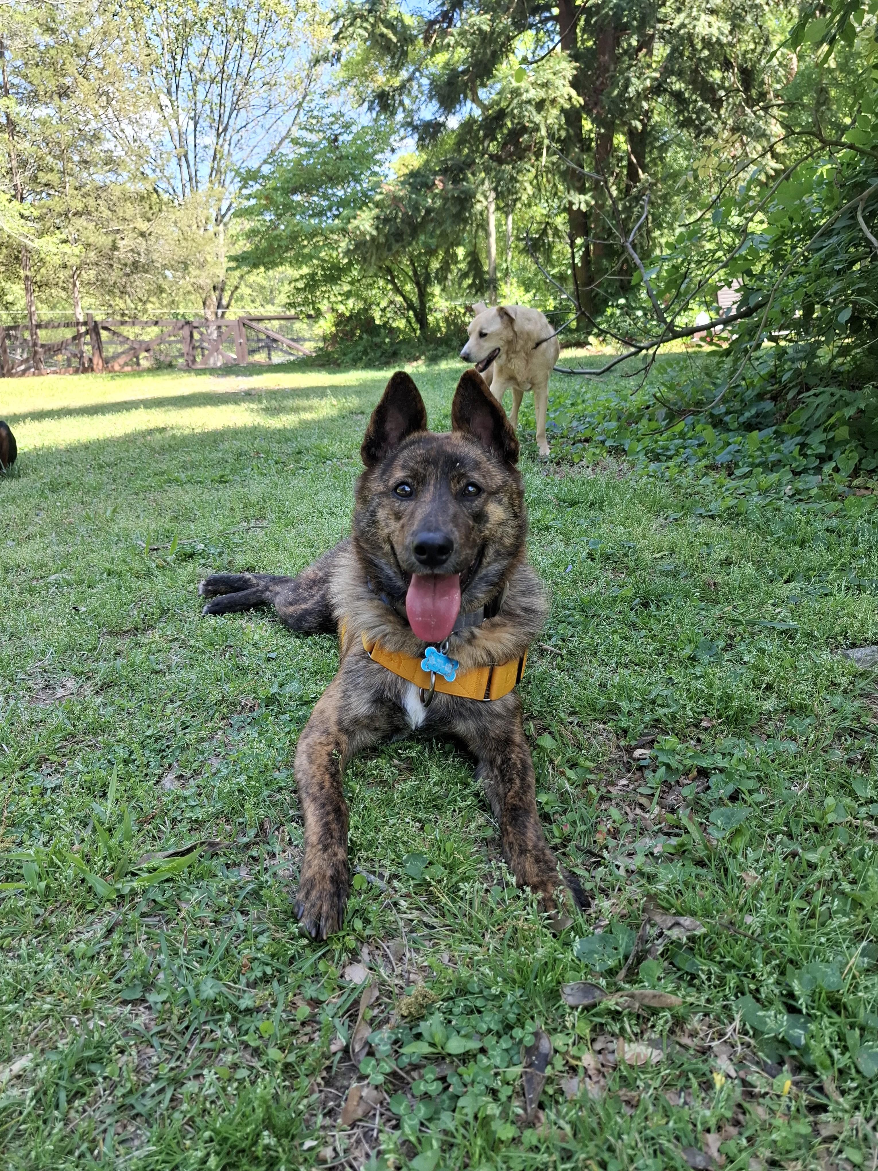 CHOCO, a Adoptable Jindo in Stone Mountain, GA image 4/6