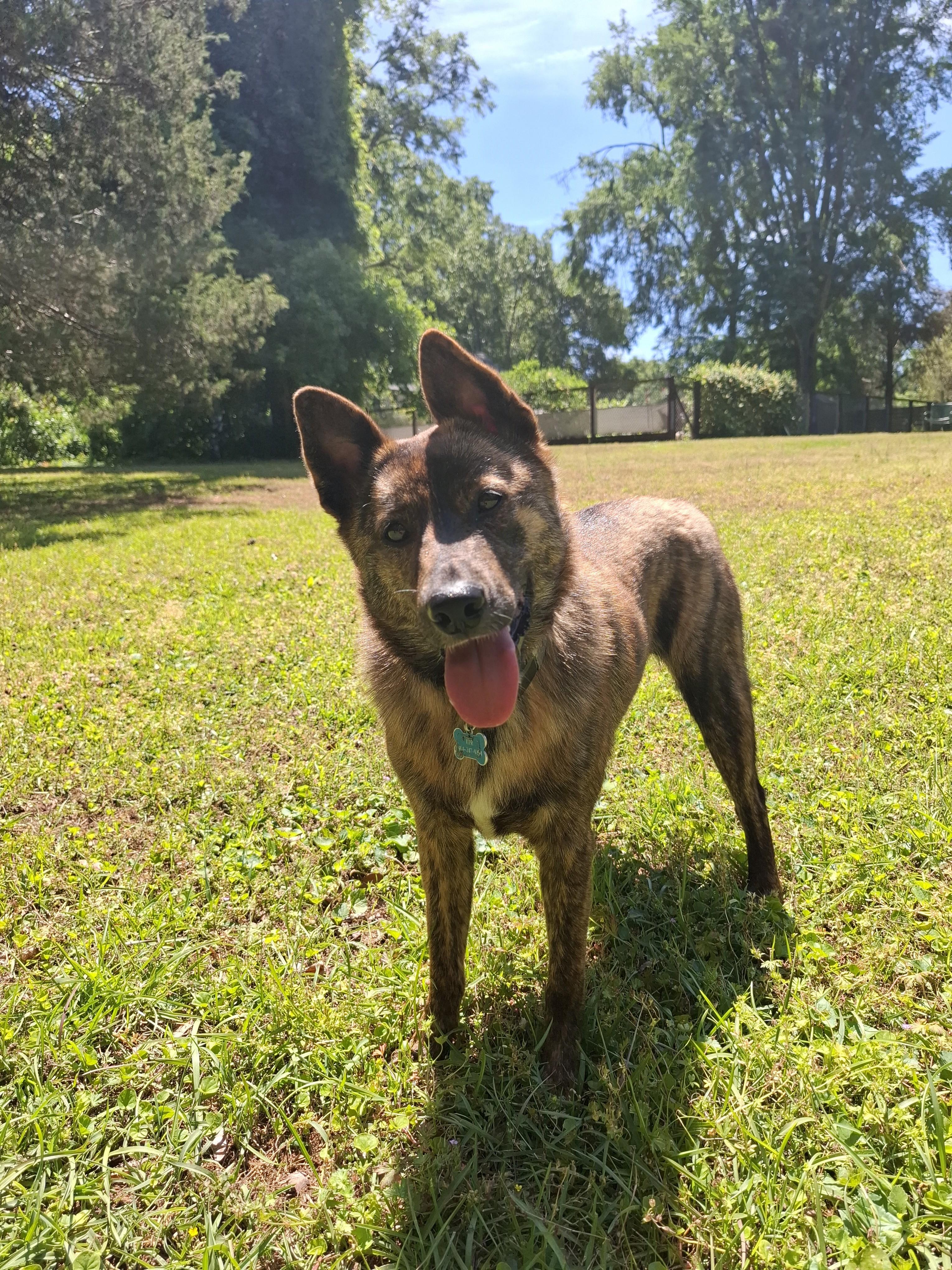 CHOCO, a Adoptable Jindo in Stone Mountain, GA image 2/6