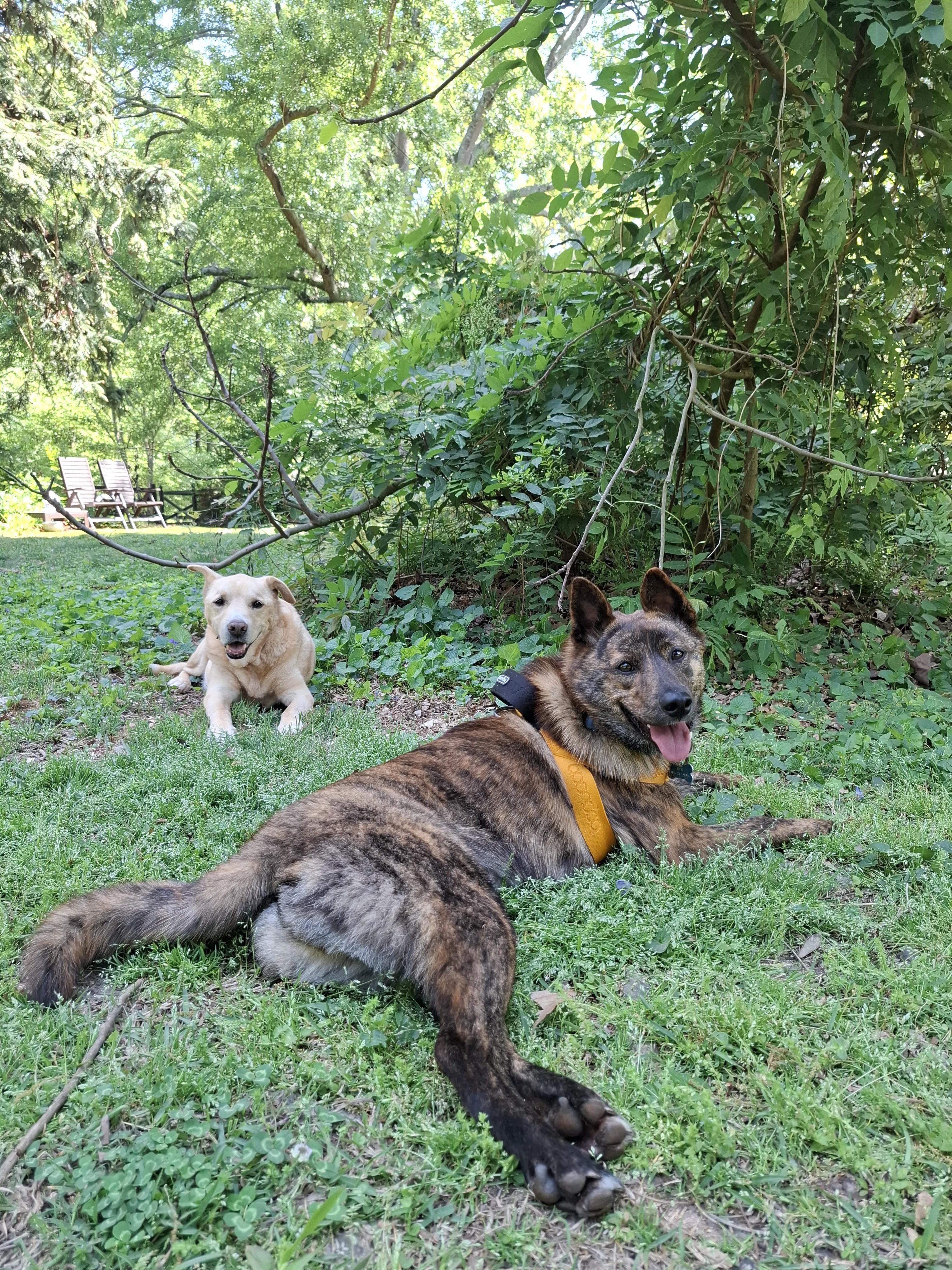 CHOCO, a Adoptable Jindo in Stone Mountain, GA image 5/6