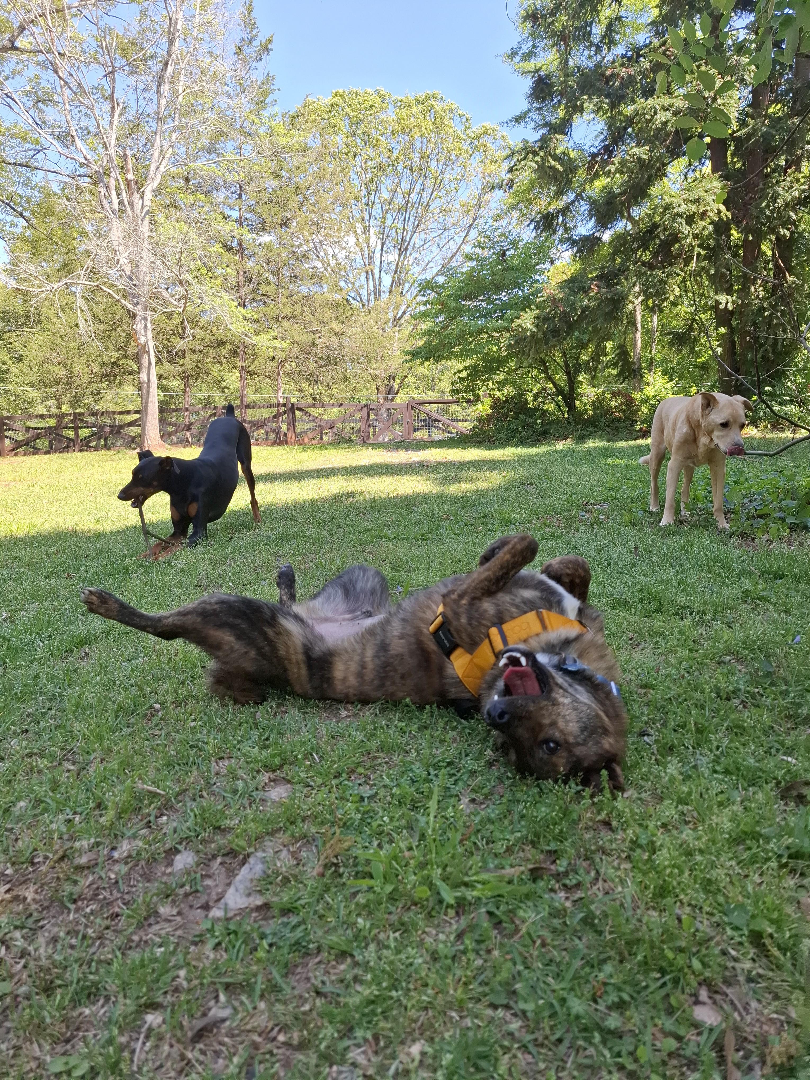 CHOCO, a Adoptable Jindo in Stone Mountain, GA image 6/6