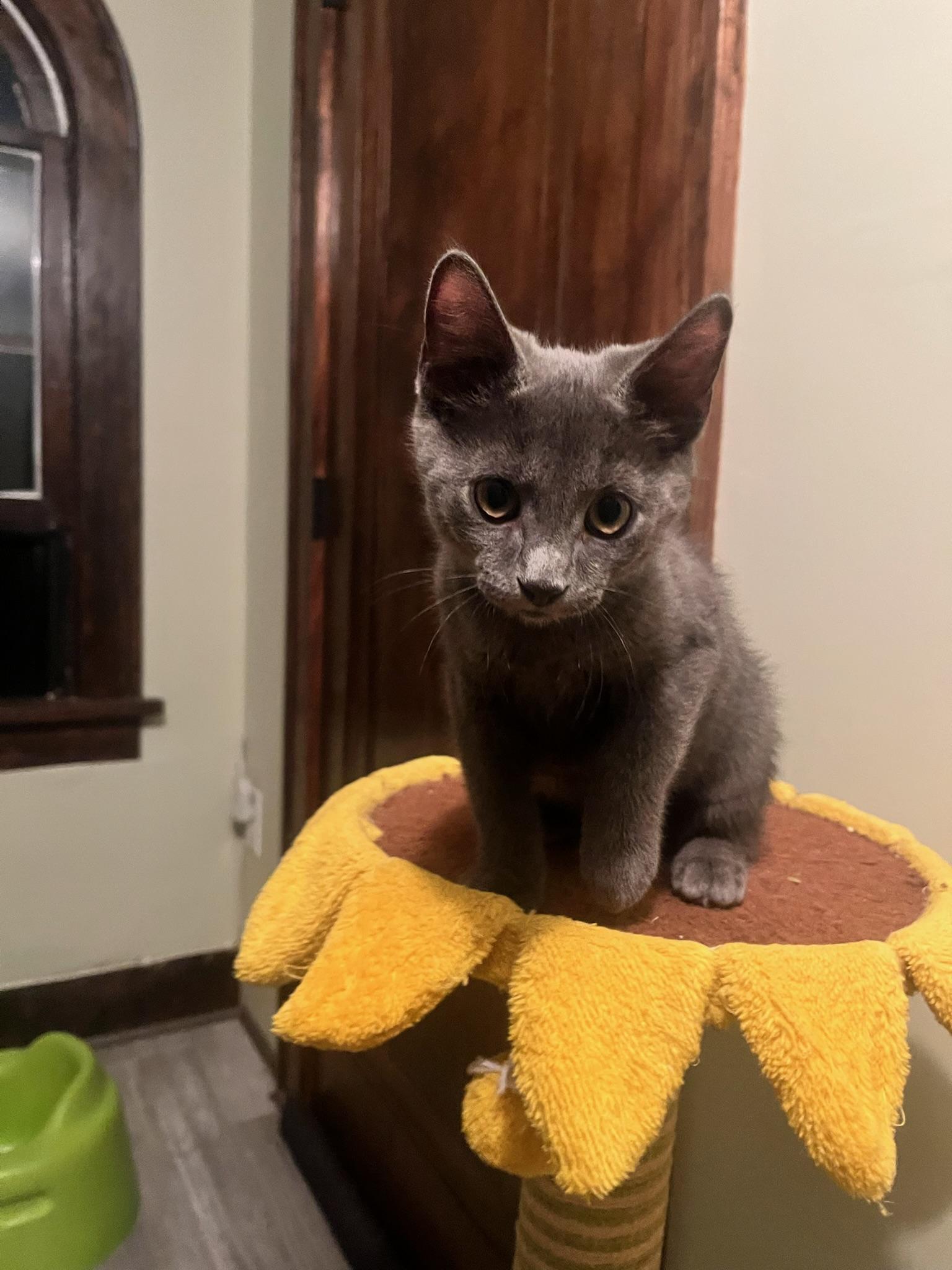 Tea, an adopted mixed breed in Hartville, OH image 3/5