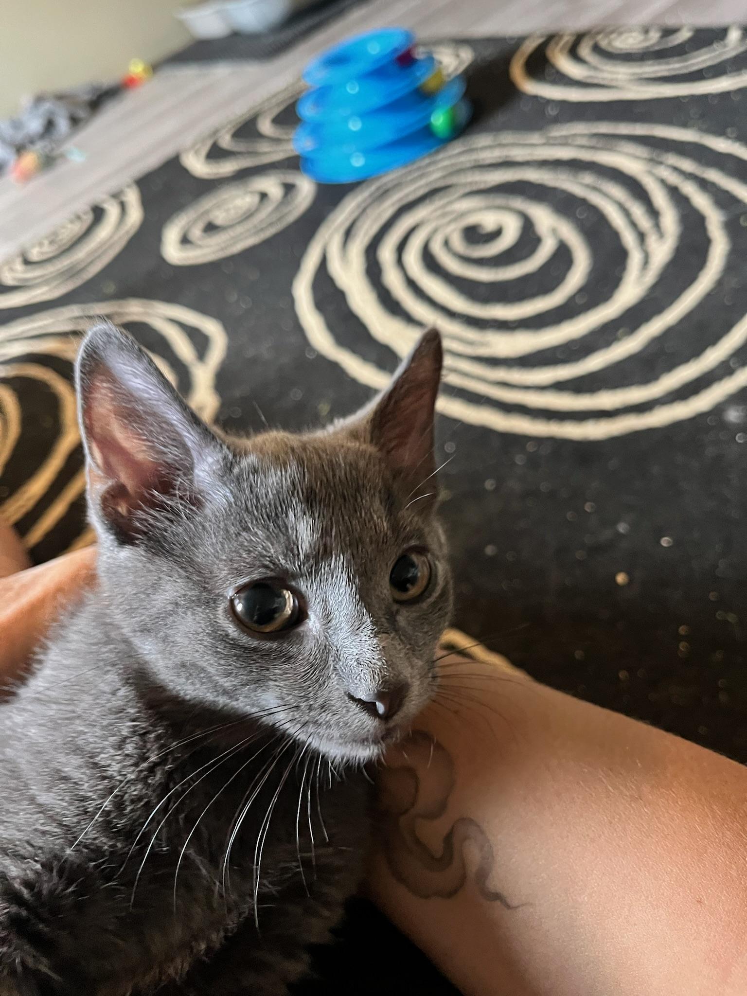 Tea, an adopted mixed breed in Hartville, OH image 2/5