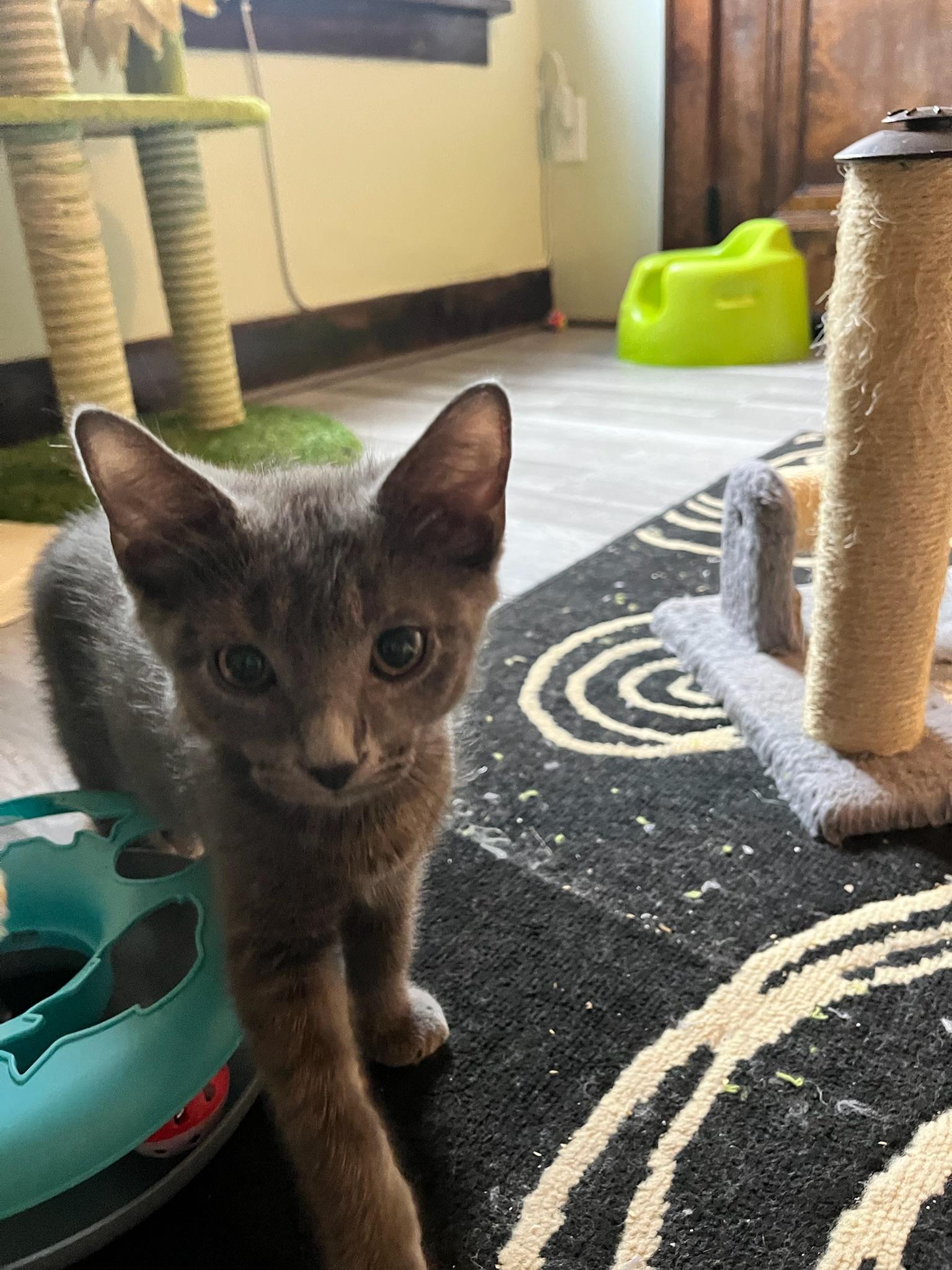 Tea, an adopted mixed breed in Hartville, OH image 5/5