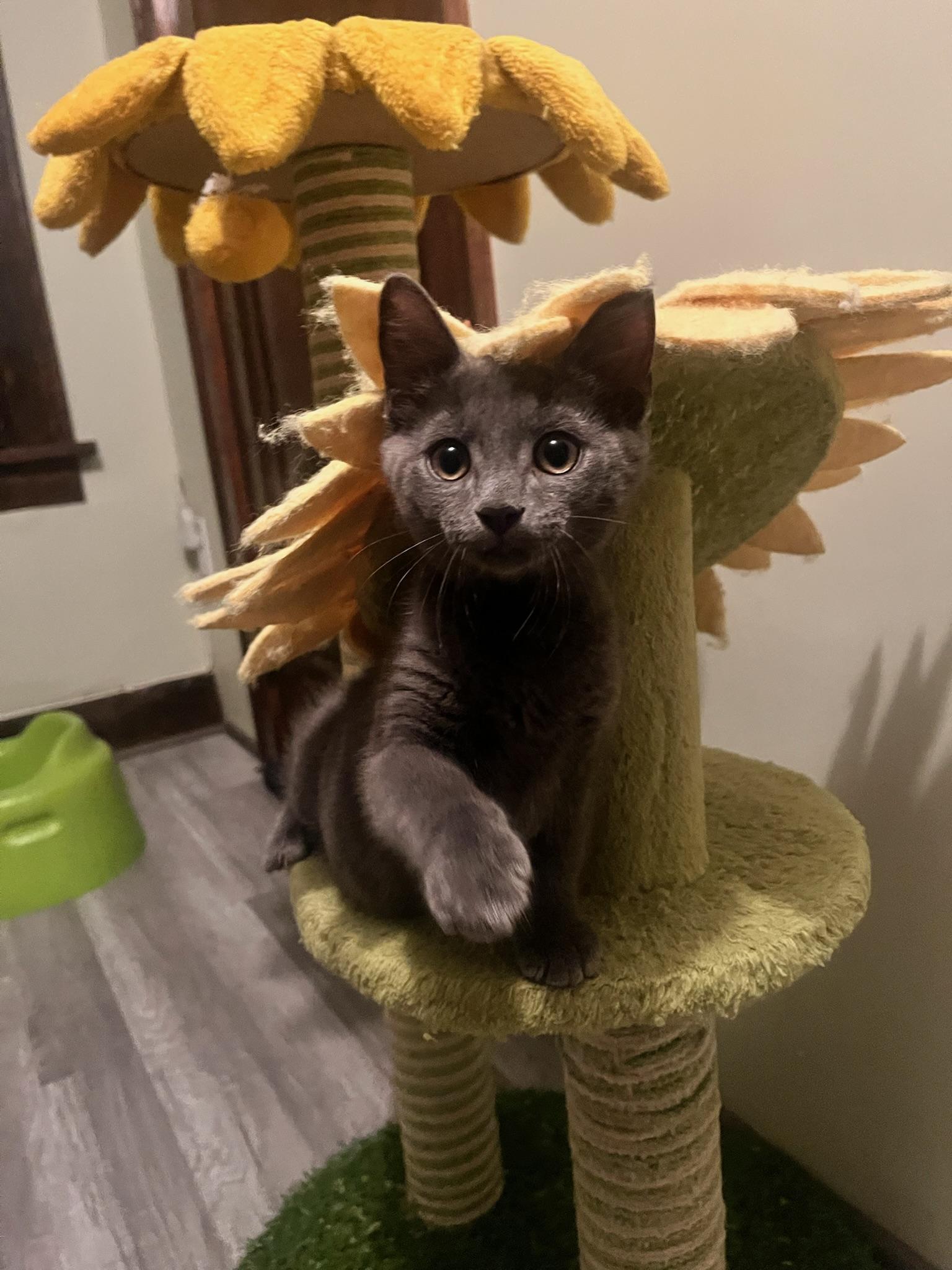 Tea, an adopted mixed breed in Hartville, OH image 4/5