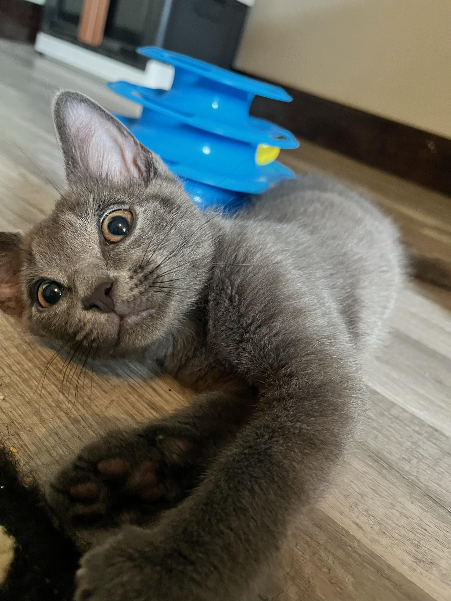 Tea, adopted, Kitten Male Domestic Short Hair & Russian Blue.