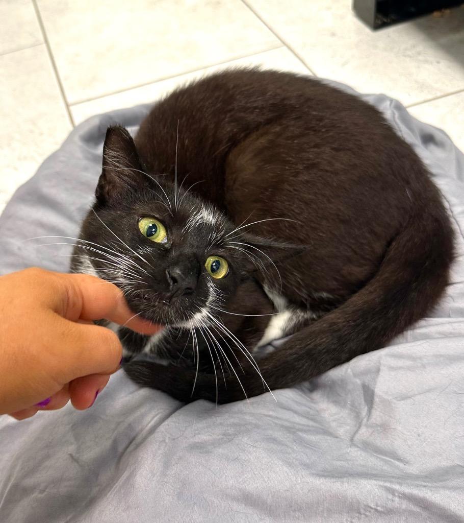 Dan, Adoptable, Young Male Domestic Short Hair.