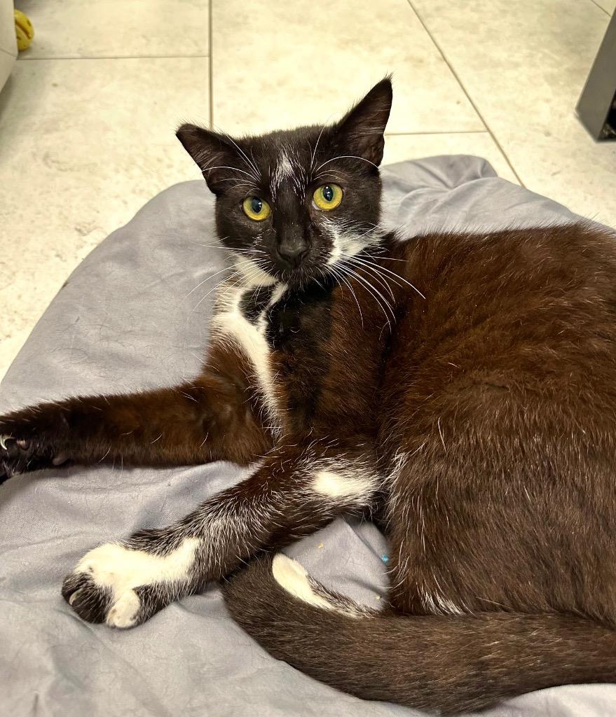 Dan, a Adoptable mixed breed in New Orleans, LA image 2/5
