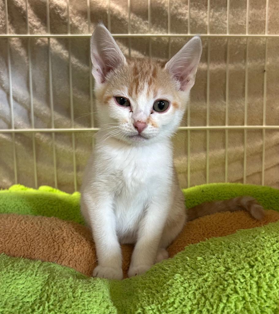 Gala, Adoptable, Young Male Domestic Short Hair.