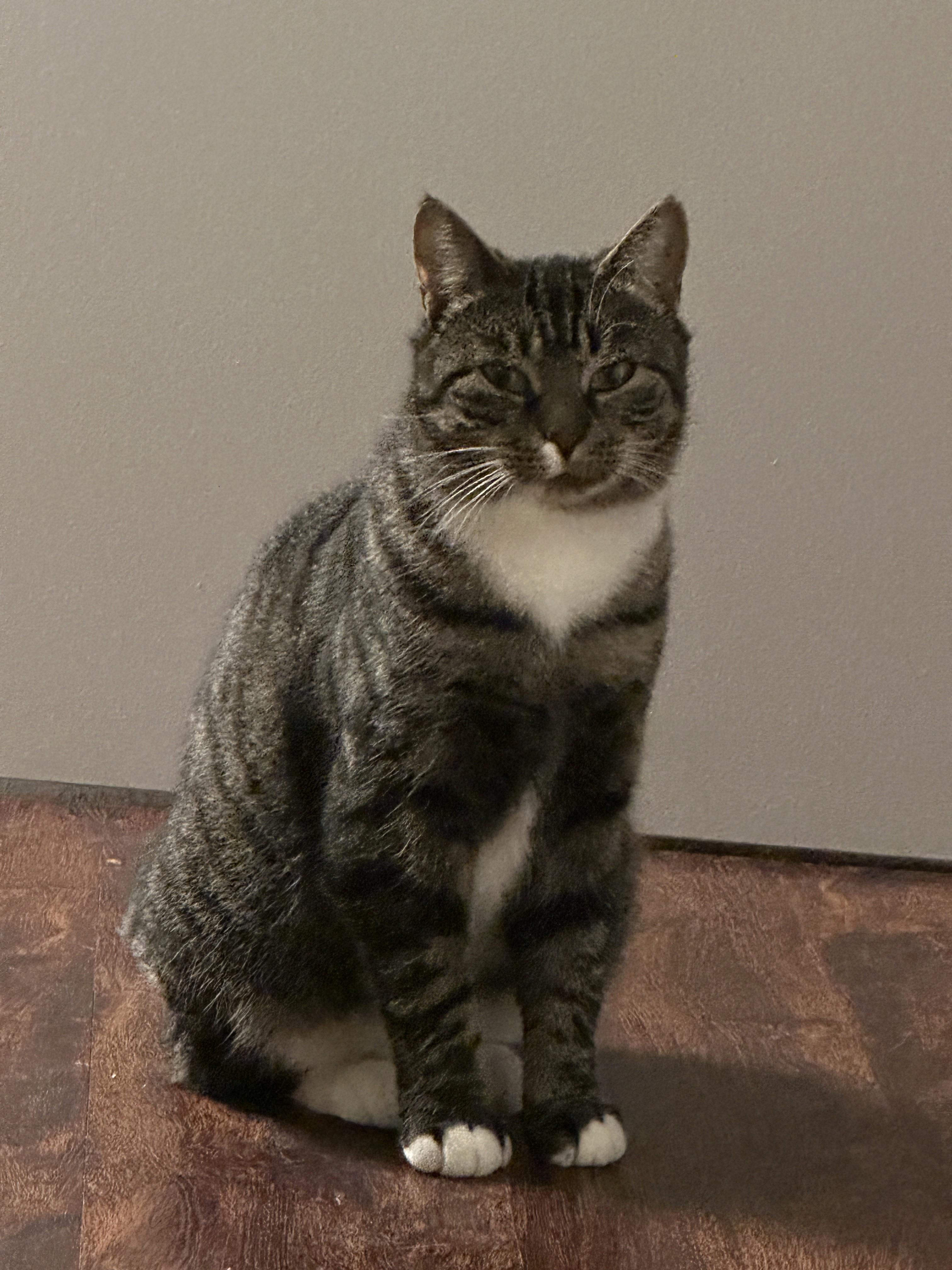 Enlarge Shirley Temple, a Adoptable Domestic Short Hair in Albany, NY image 2/3