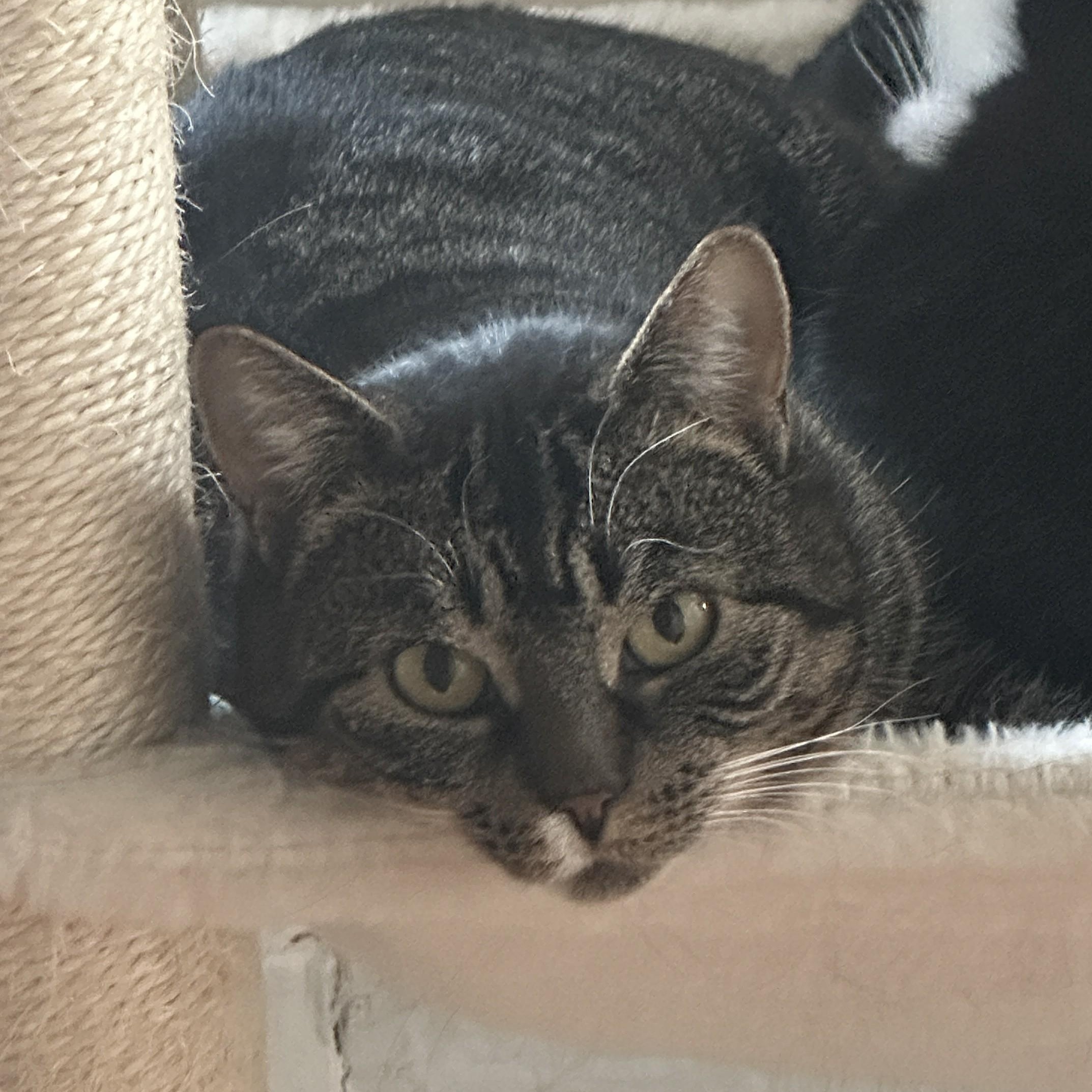 Enlarge Shirley Temple, a Adoptable Domestic Short Hair in Albany, NY image 1/3