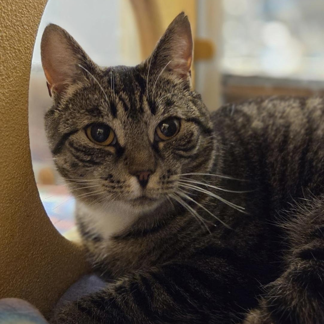 Shirley Temple, Adoptable, Young Female Domestic Short Hair.