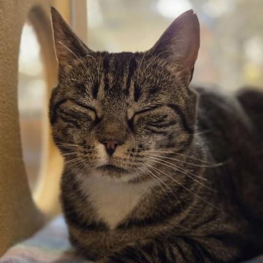 Enlarge Shirley Temple, a Adoptable Domestic Short Hair in Albany, NY image 5/5