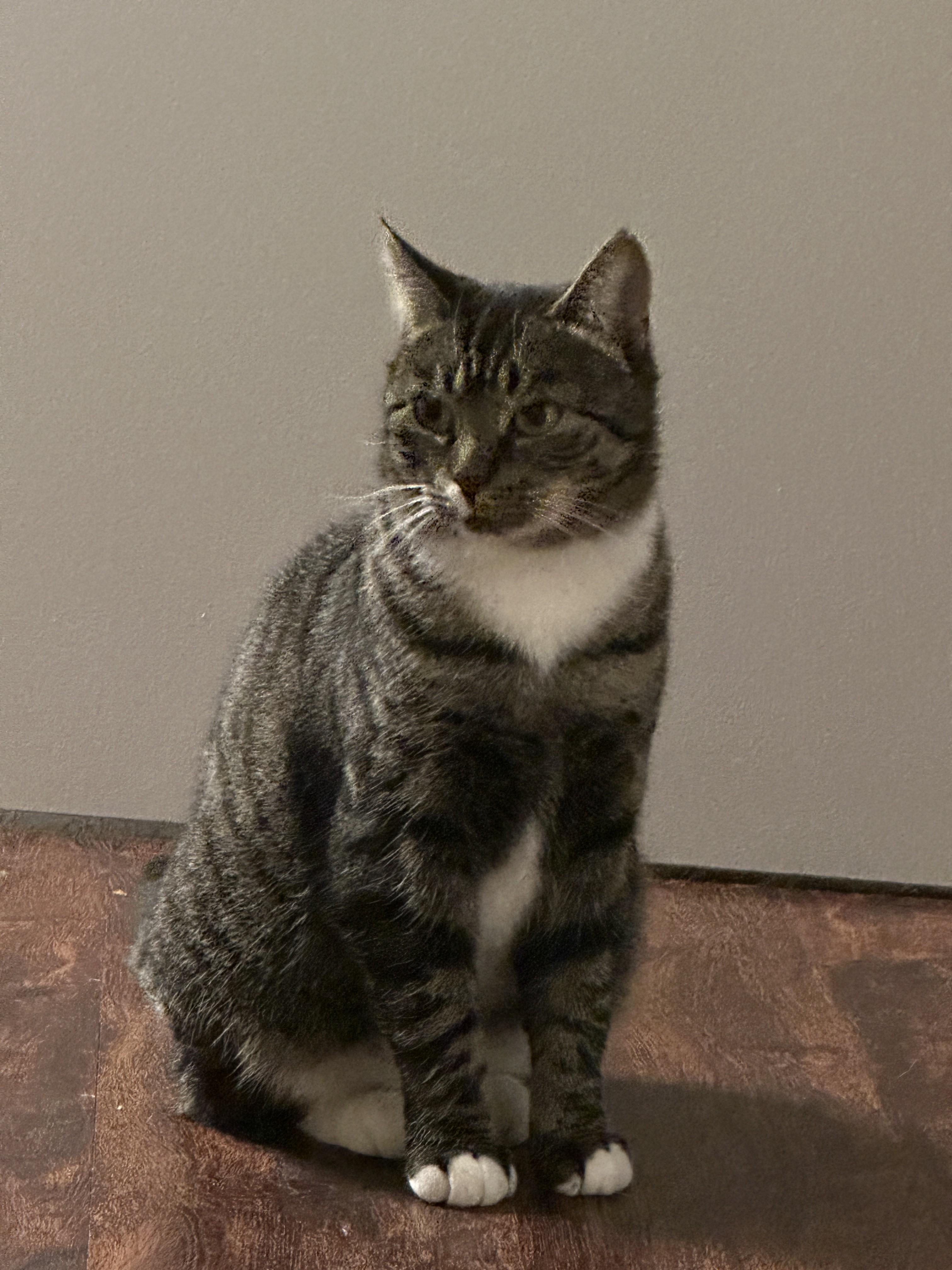 Enlarge Shirley Temple, a Adoptable Domestic Short Hair in Albany, NY image 3/3